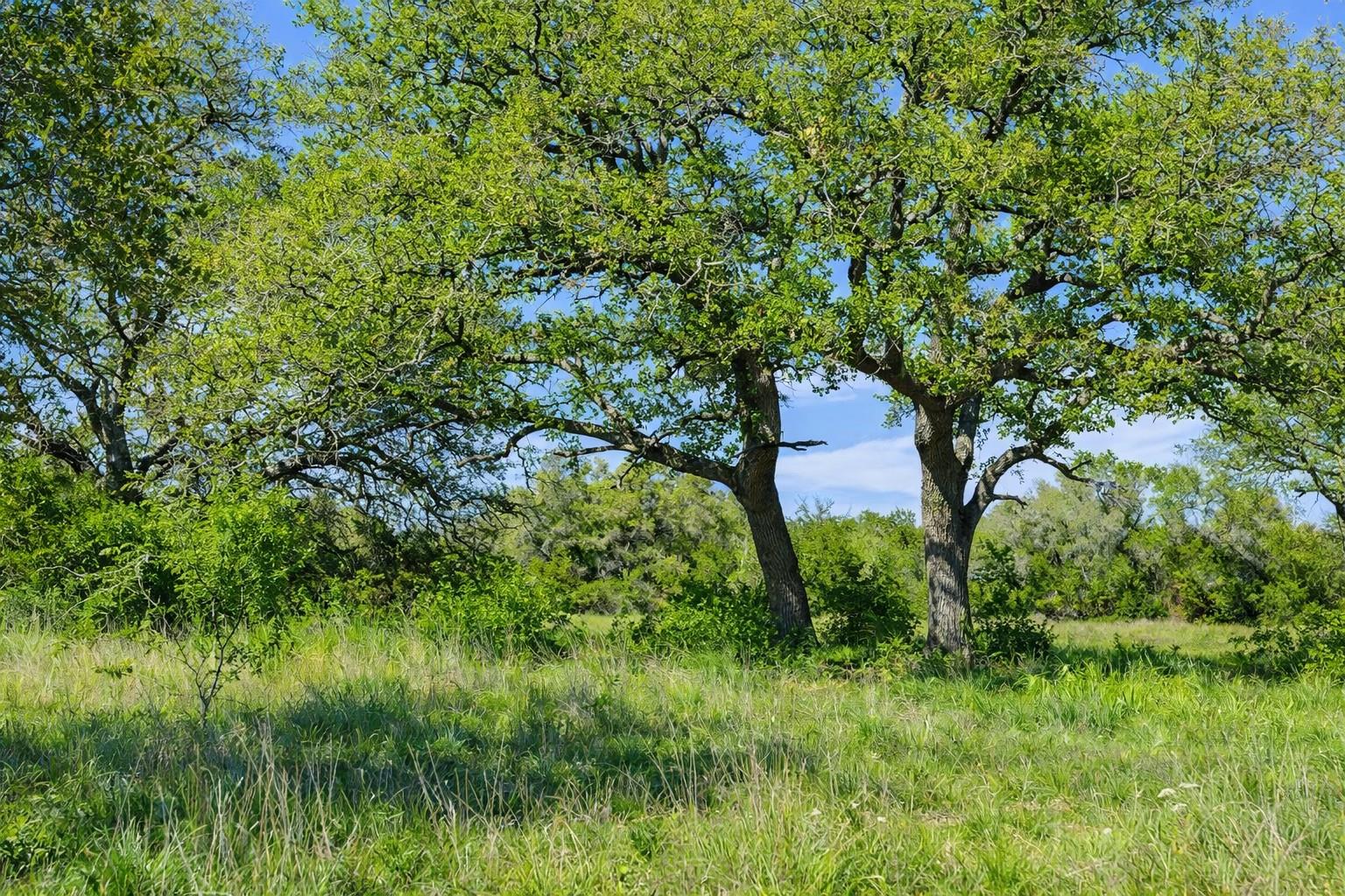 0 Lone Star Oak RNCH