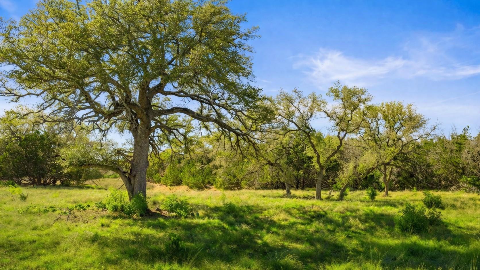 0 Lone Star Oak RNCH