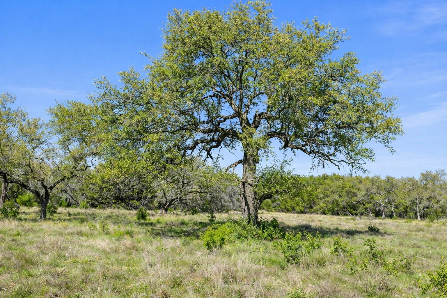 0 Lone Star Oak RNCH