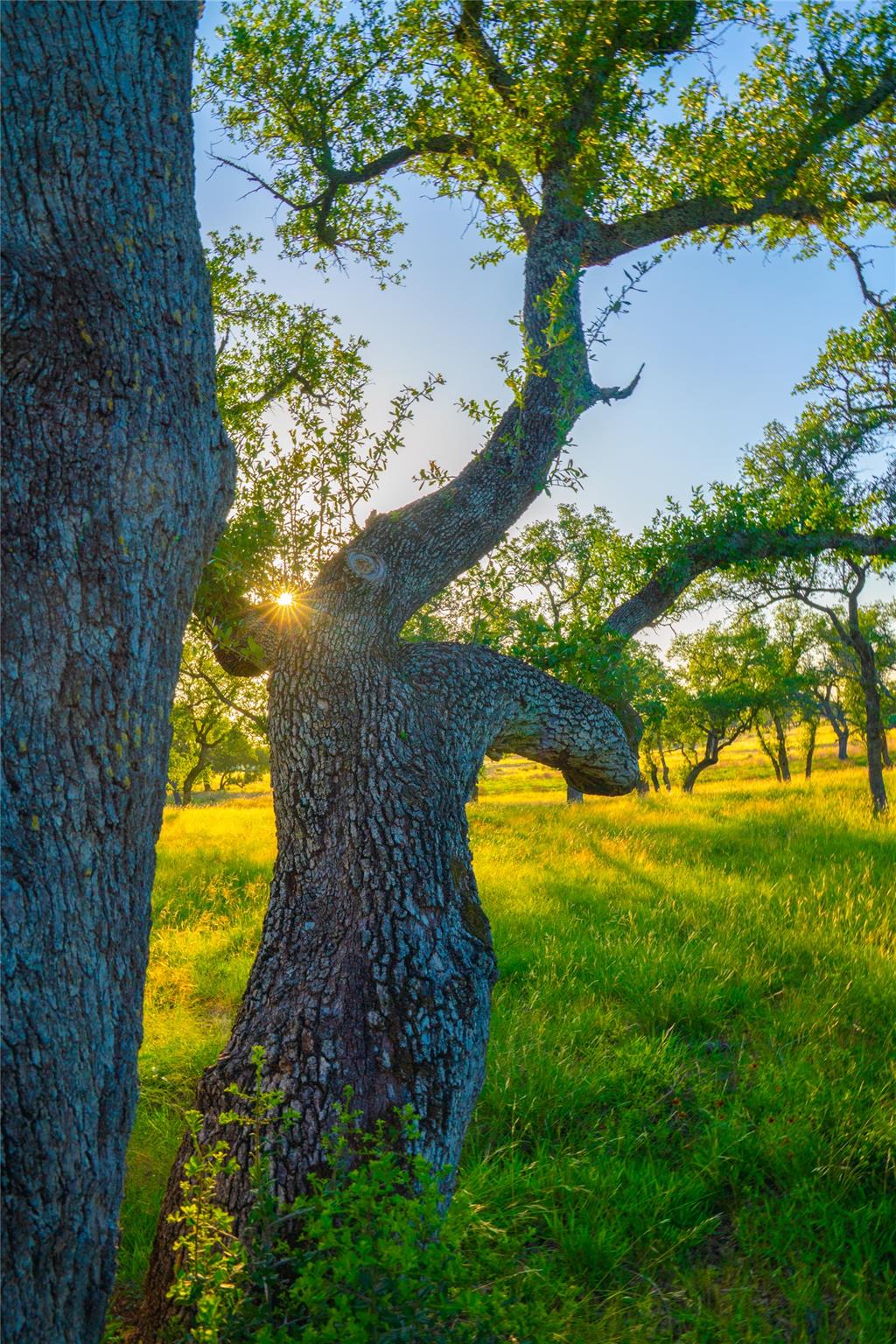 0 Bountiful Oaks Ranch