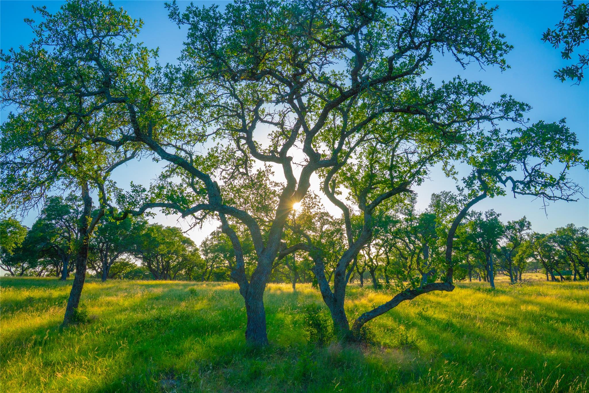 0 Bountiful Oaks Ranch