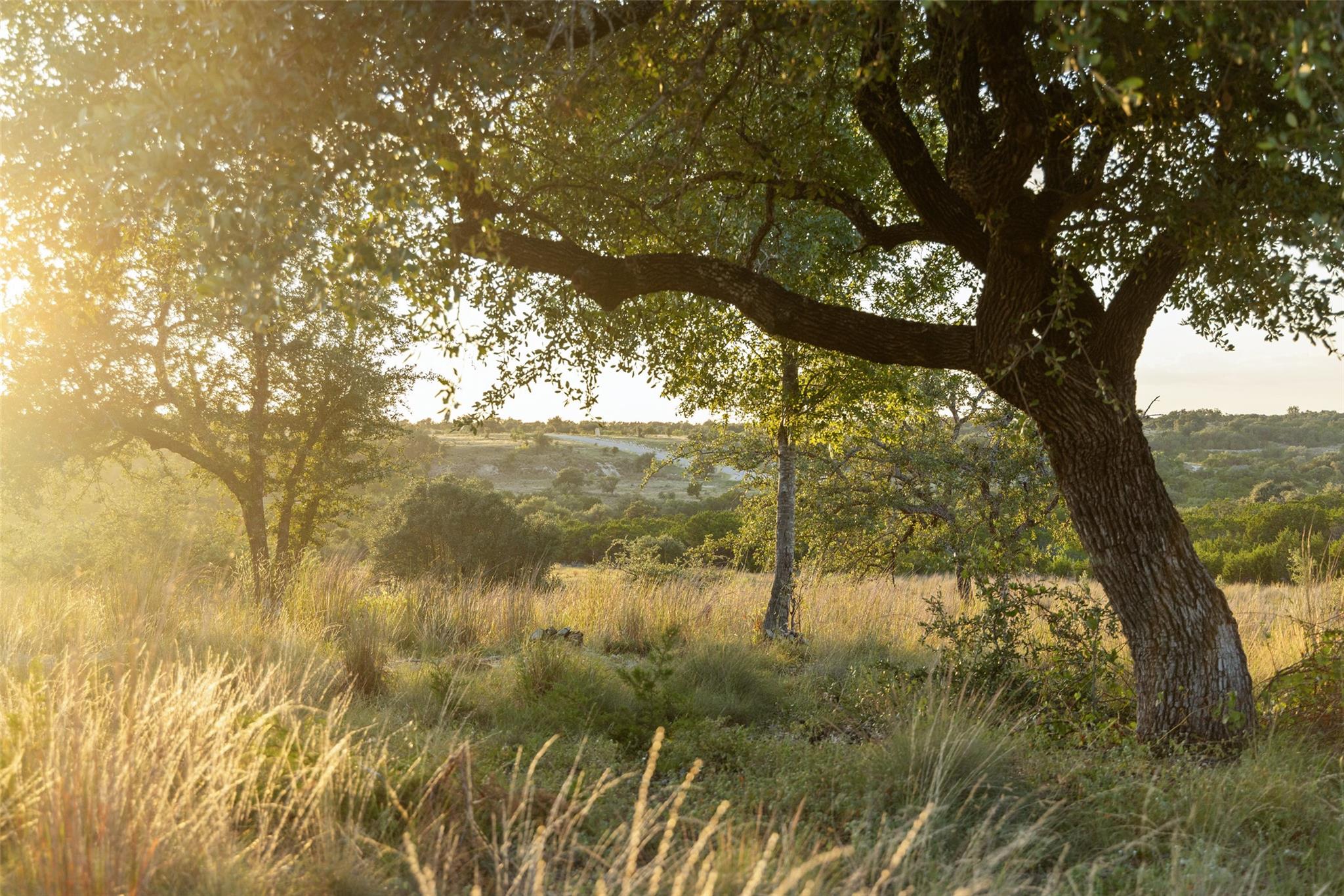 Lot 68 W Leaning Madrone DR