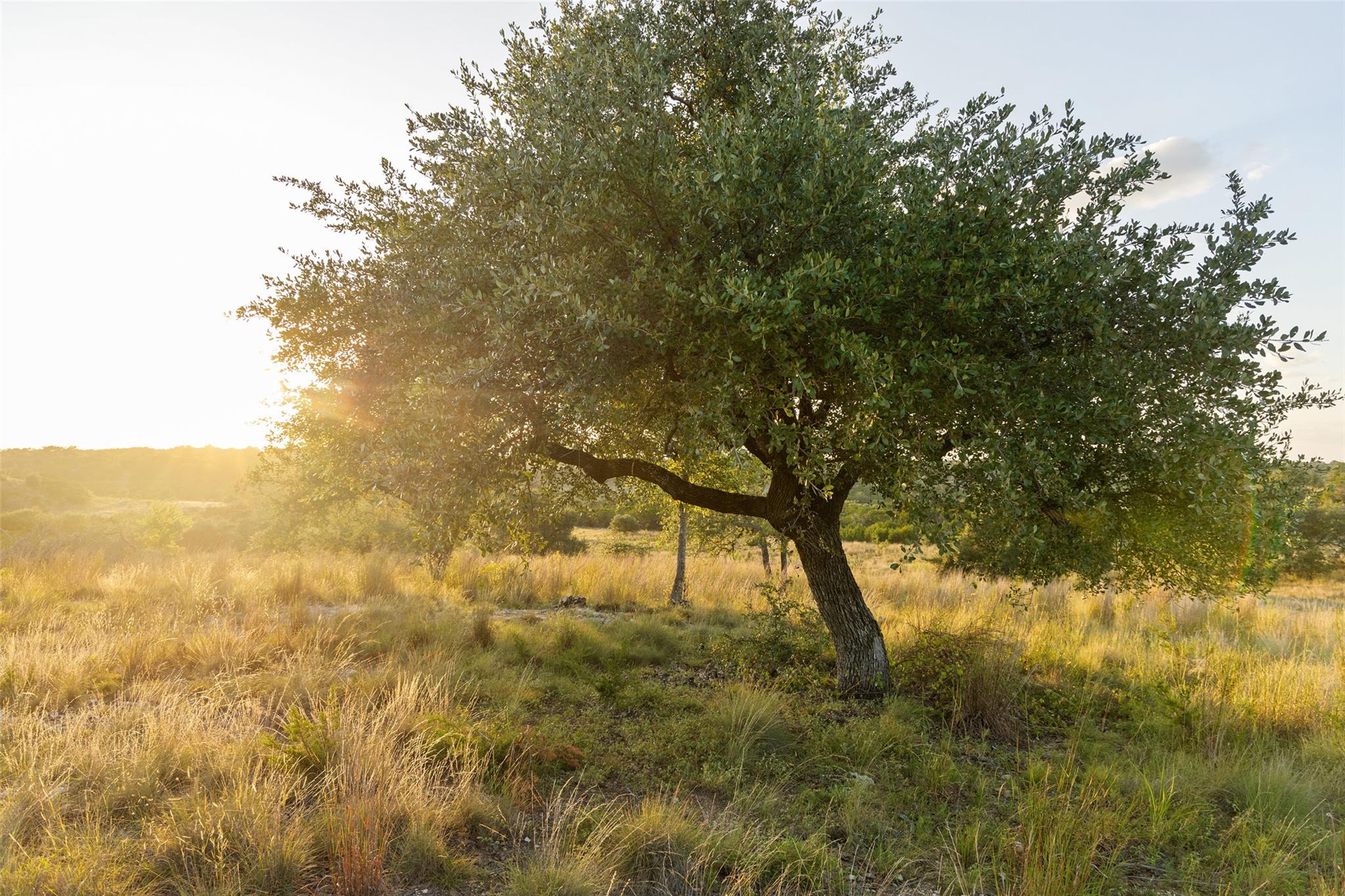Lot 68 W Leaning Madrone DR