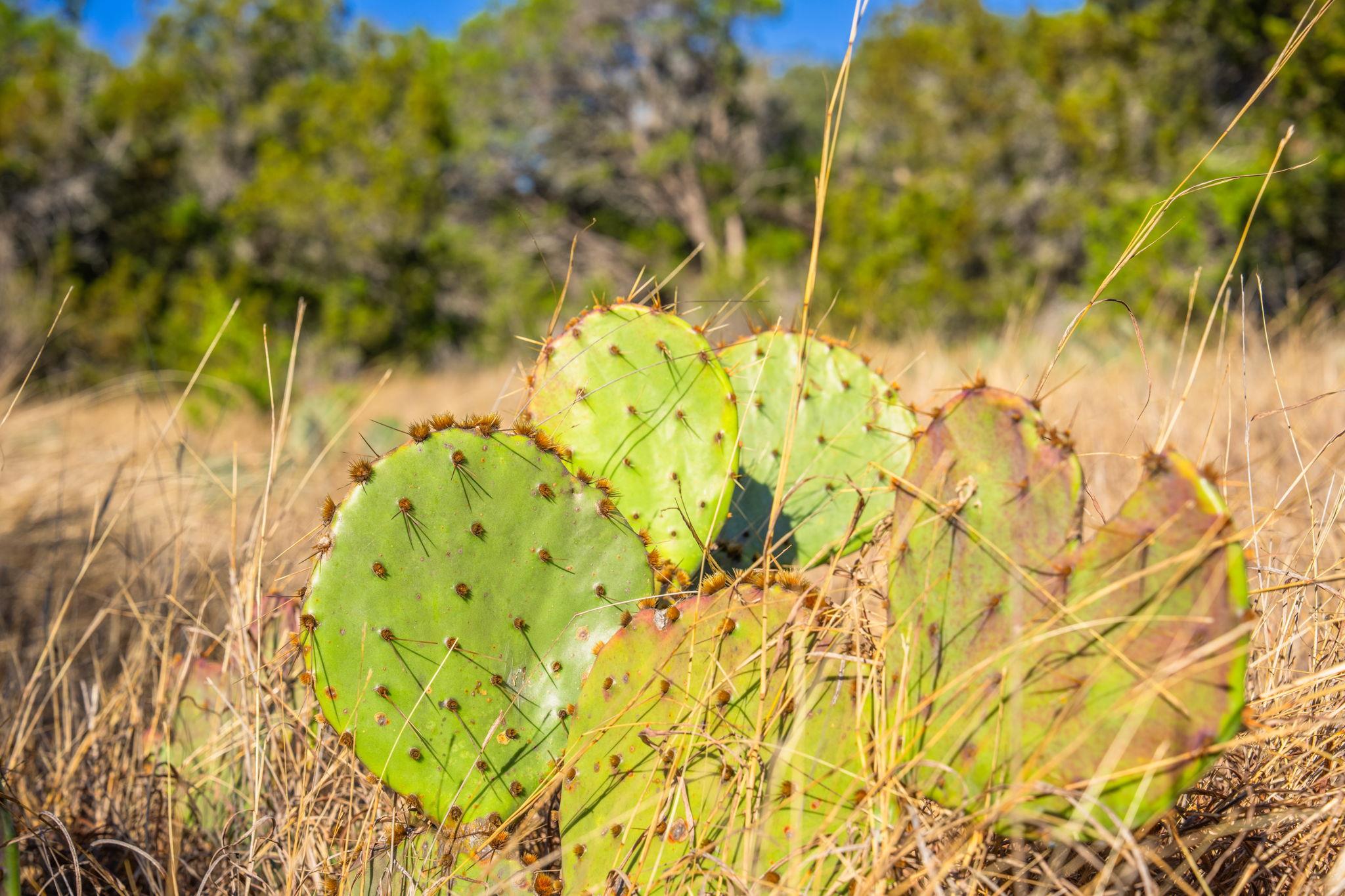 Tract 12 County Road 340