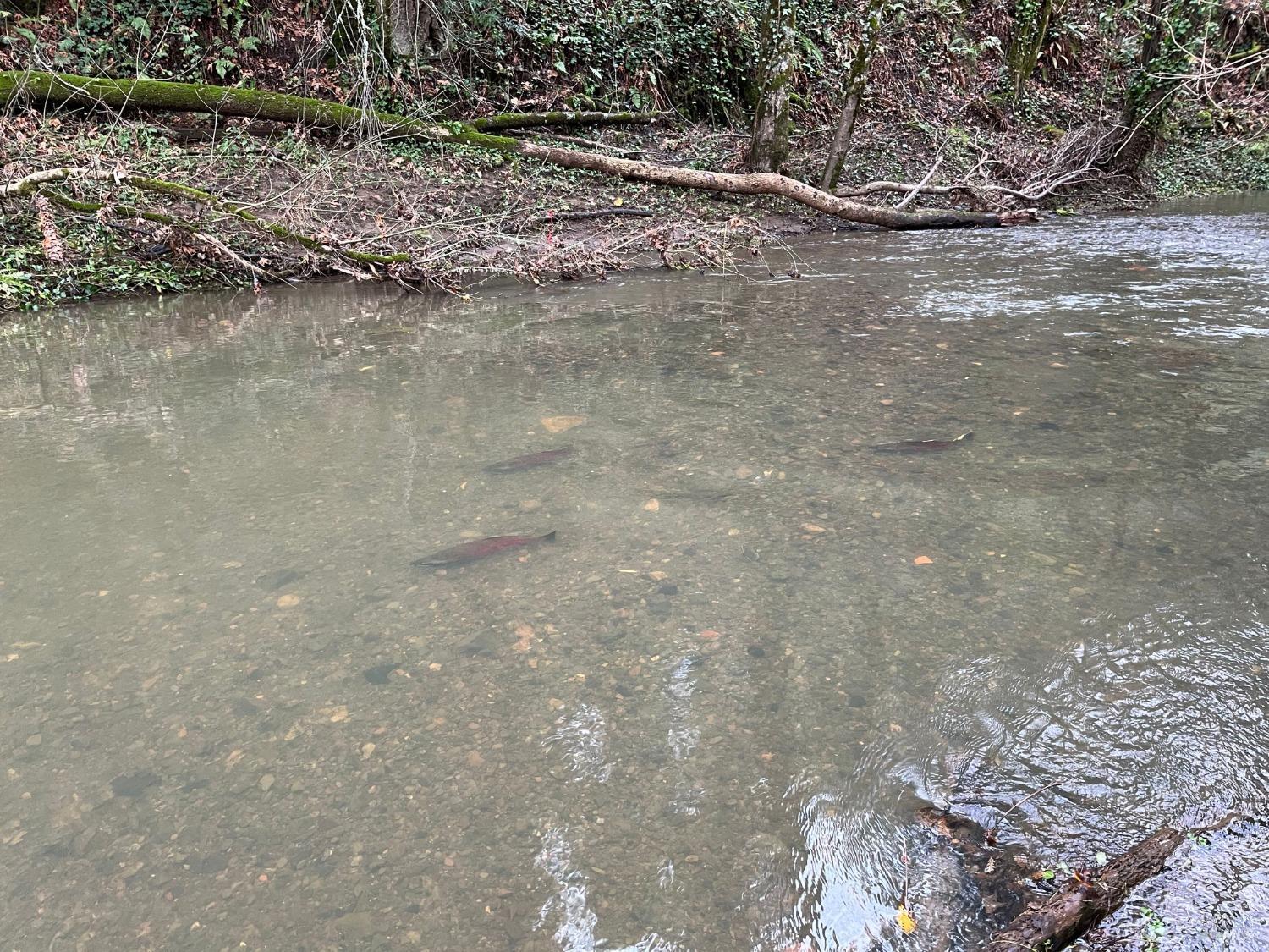 6451 Sir Francis Drake Blvd