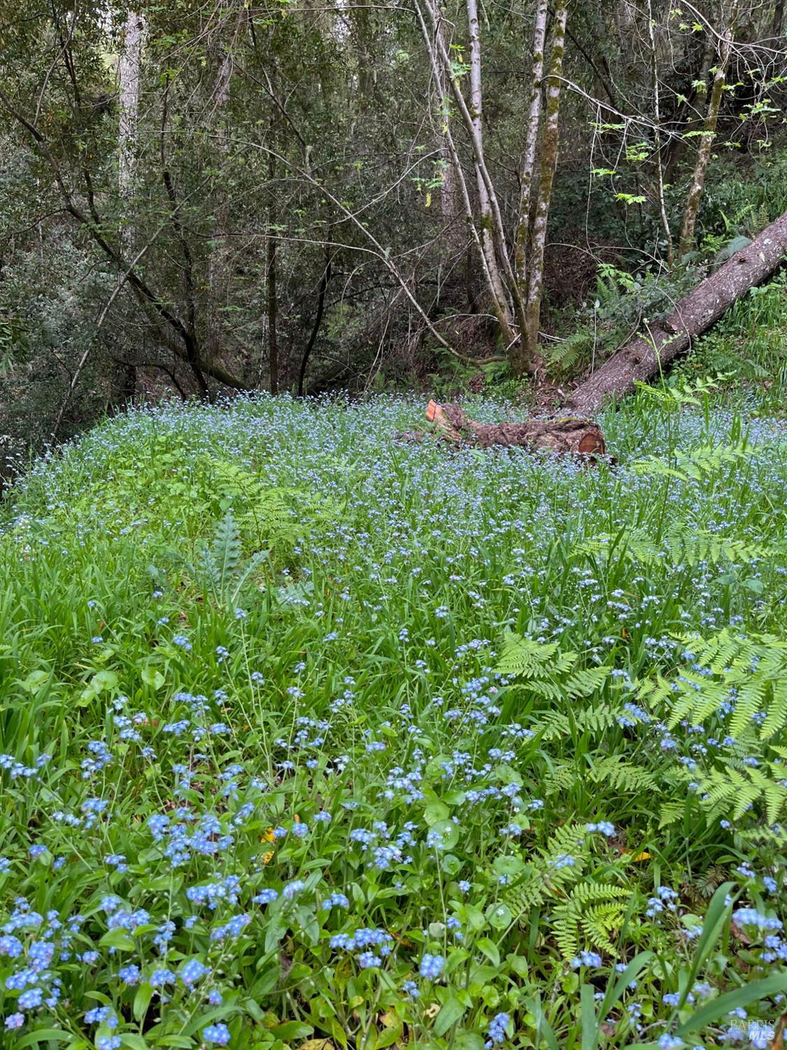 6451 Sir Francis Drake Blvd