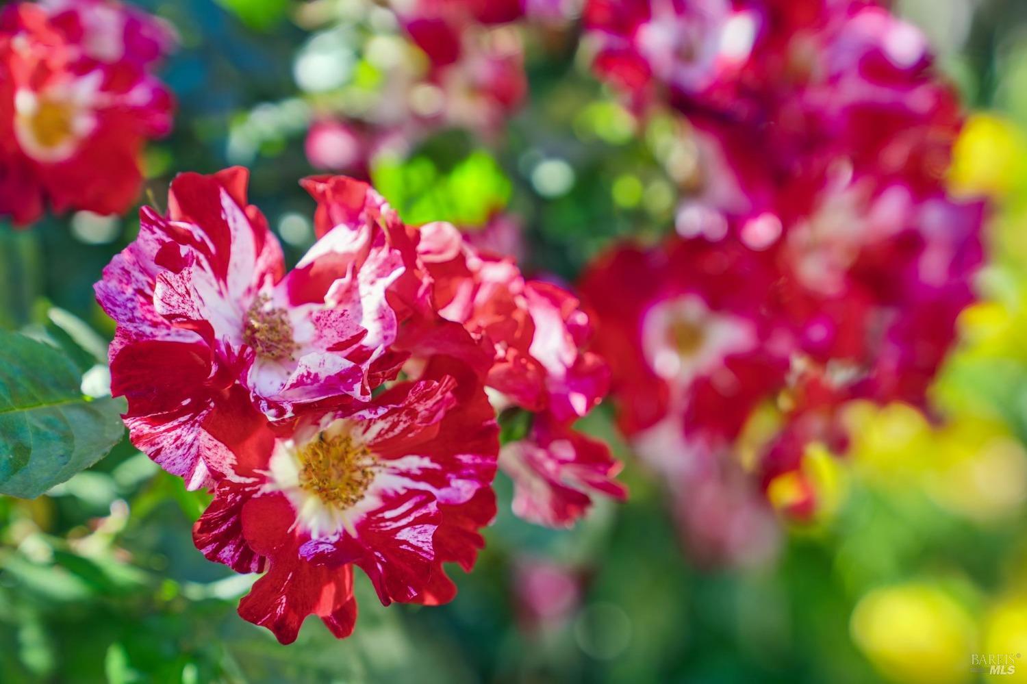 15 Twelveoak Hill Dr