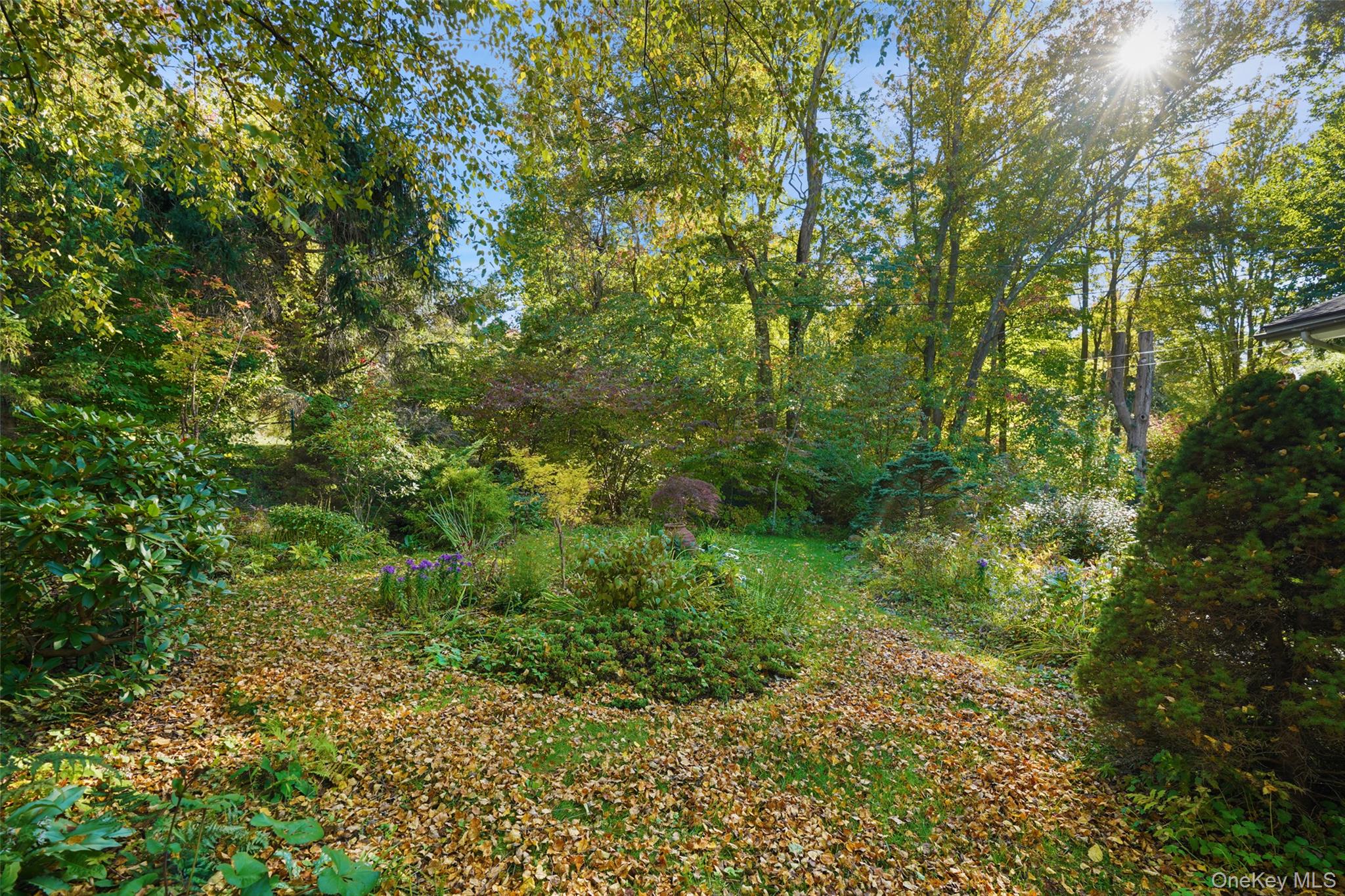 Autumn garden with mature trees, flowering shrubs, and a lawn covered in fallen leaves.