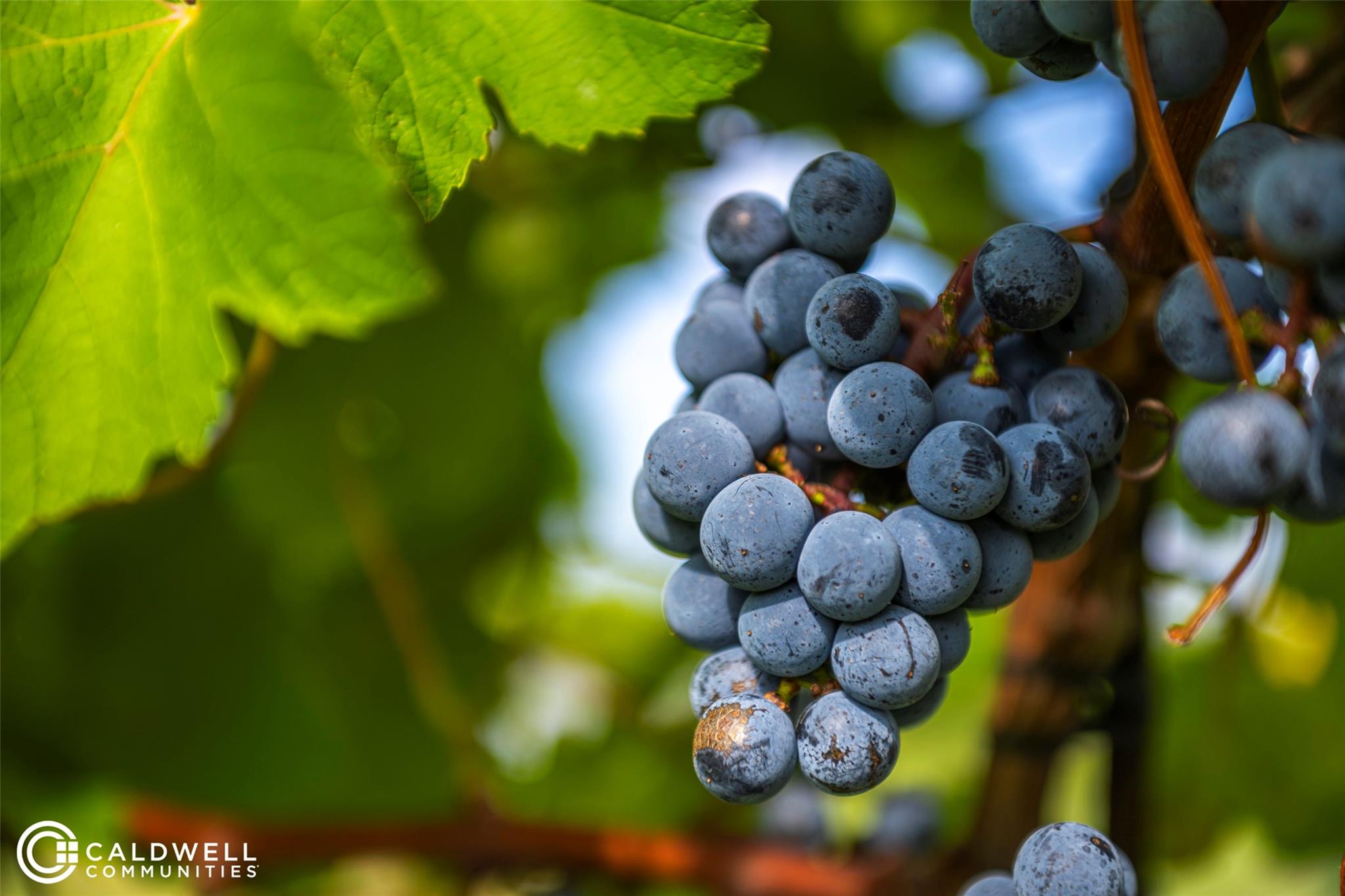 14233 Juniper Breeze Court