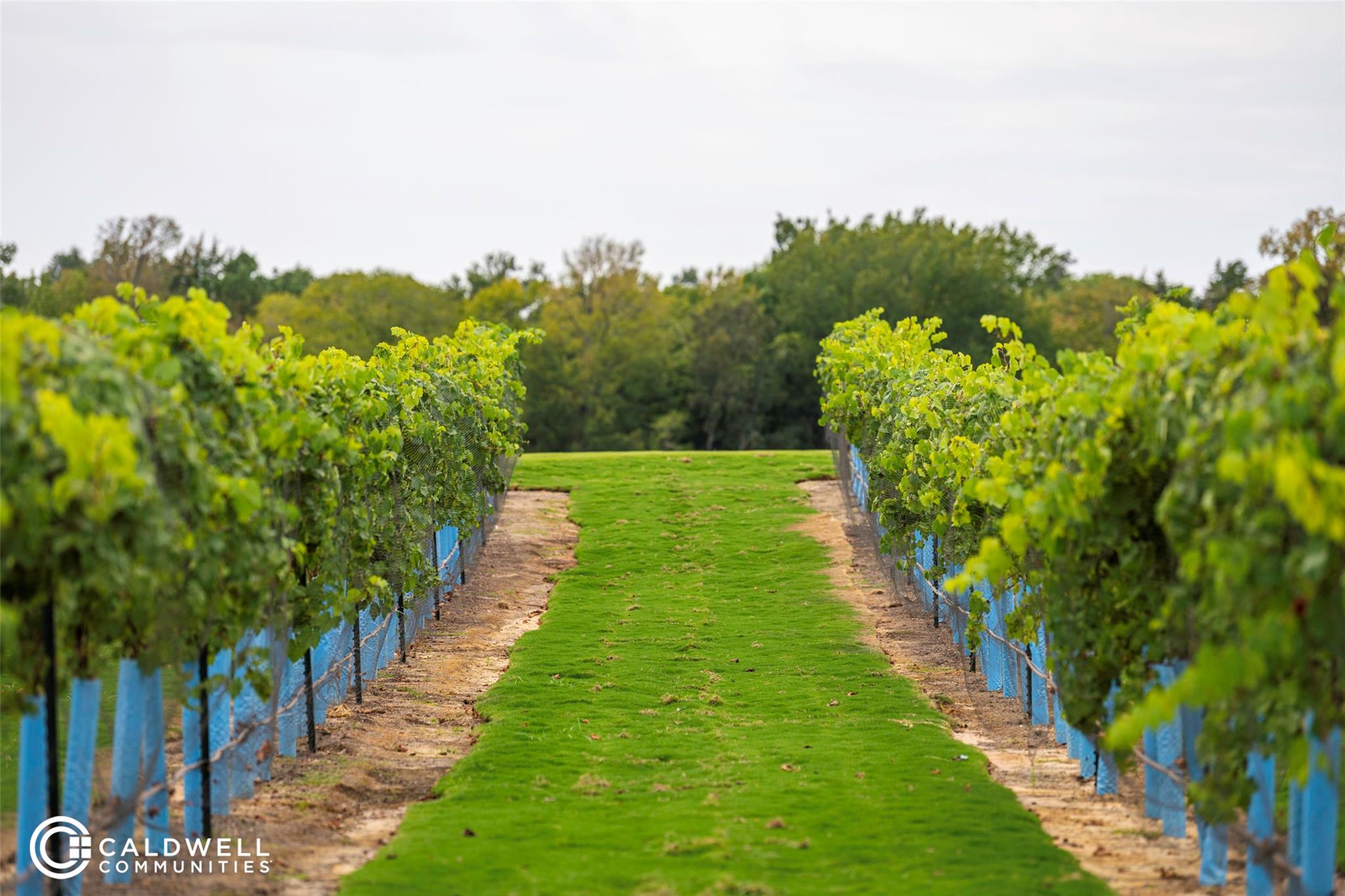 14233 Juniper Breeze Court