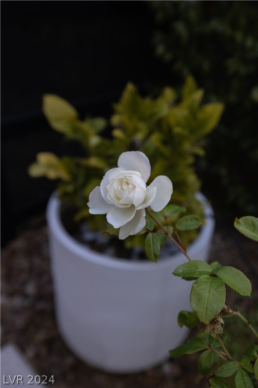 11443 Opal Springs Way