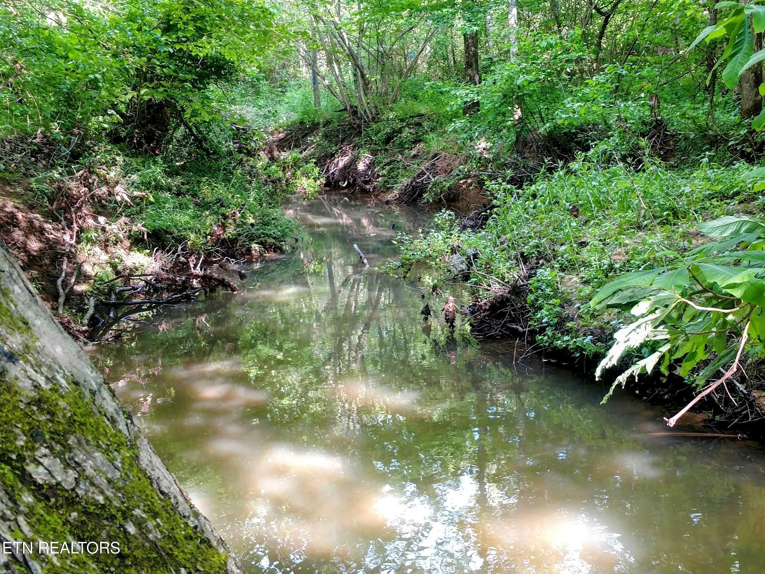Wooded creek with sunlit reflections and a moss-covered tree trunk