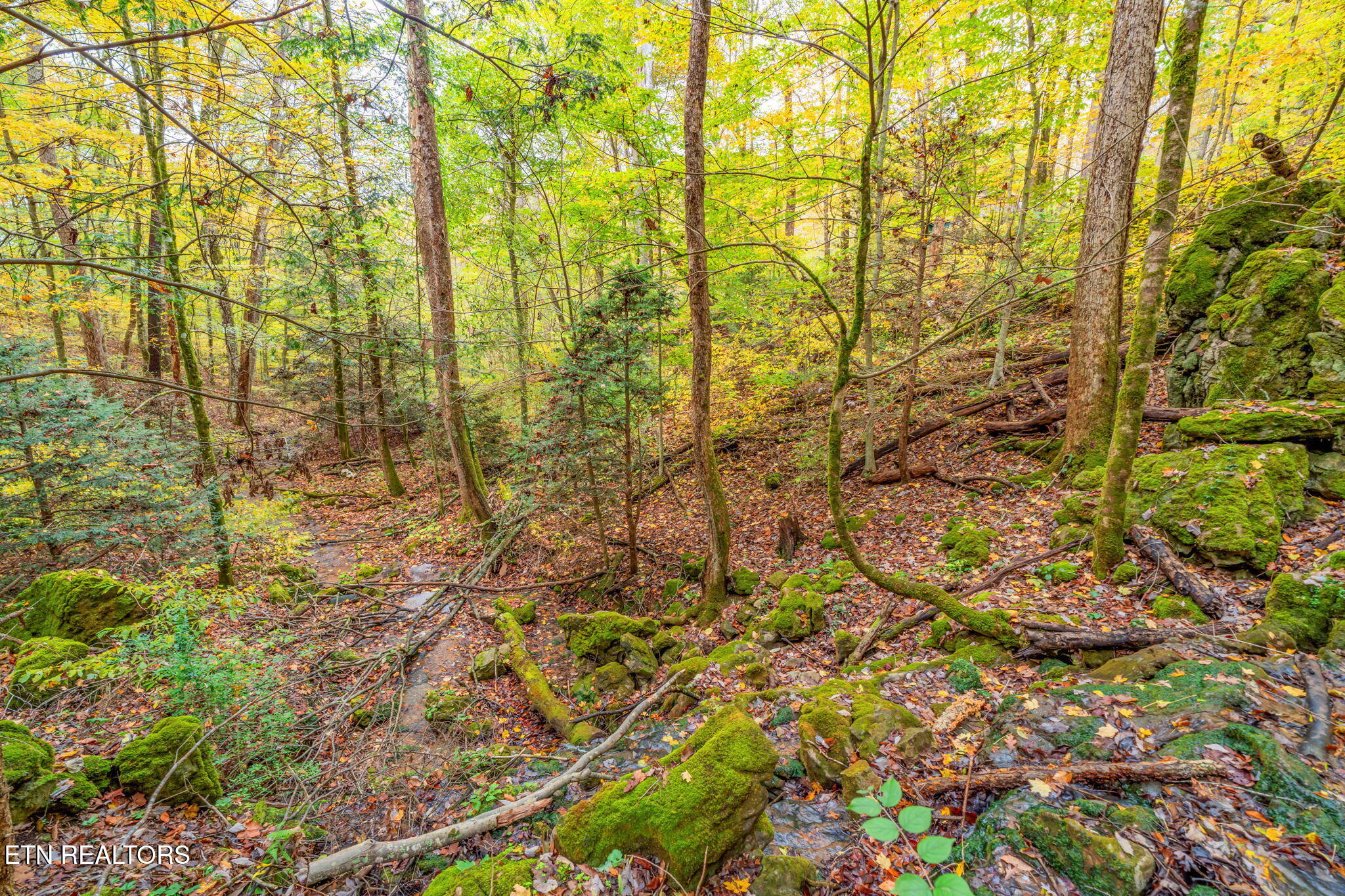205 Tobby Hollow Lane