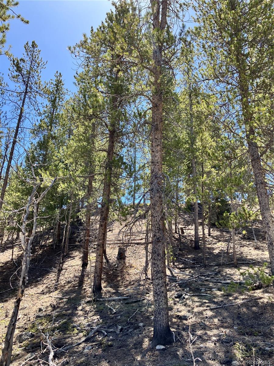 274 Mt Elbert Road