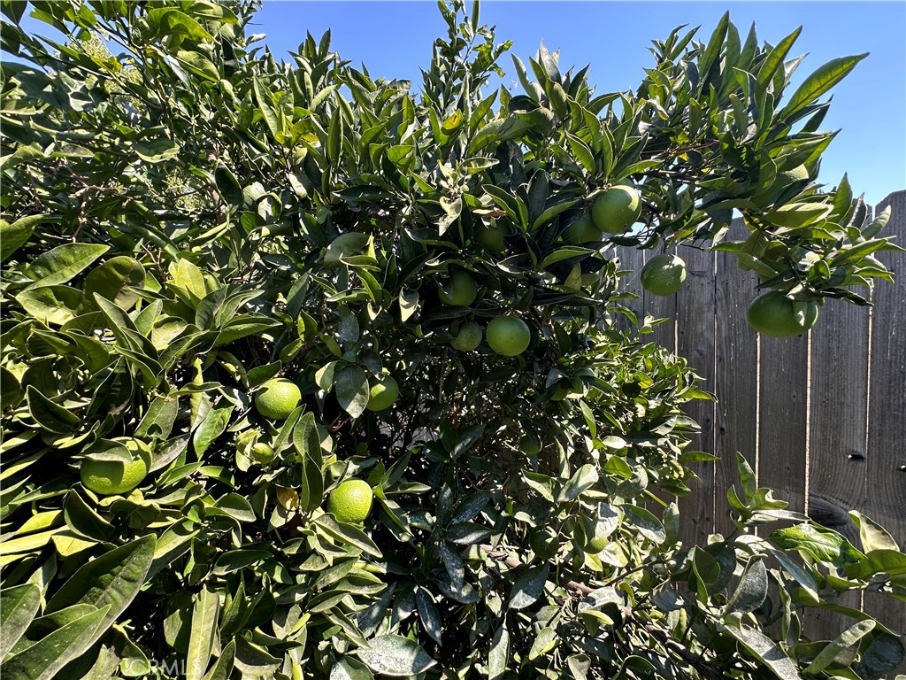 10279 Candlewood Street