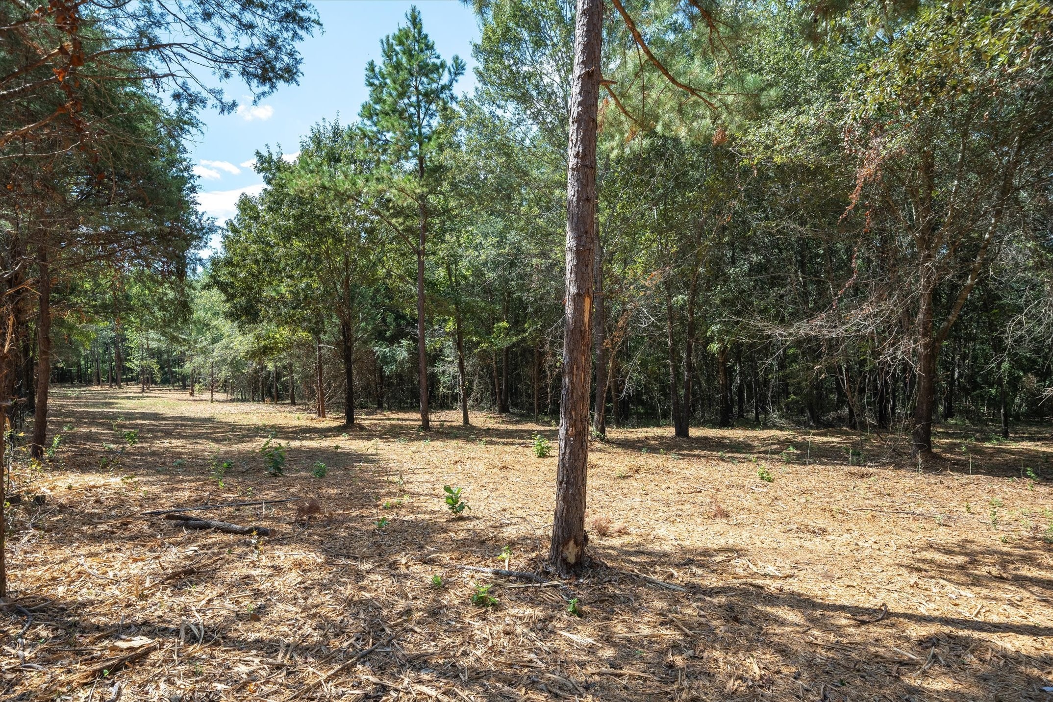 Tract 1 County Road 484