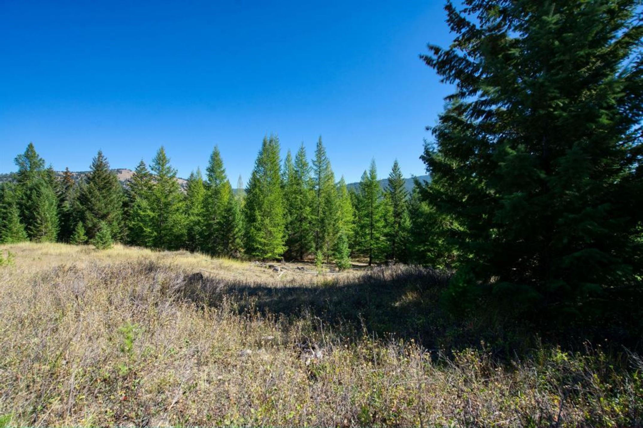 232 Wild Bill Trail