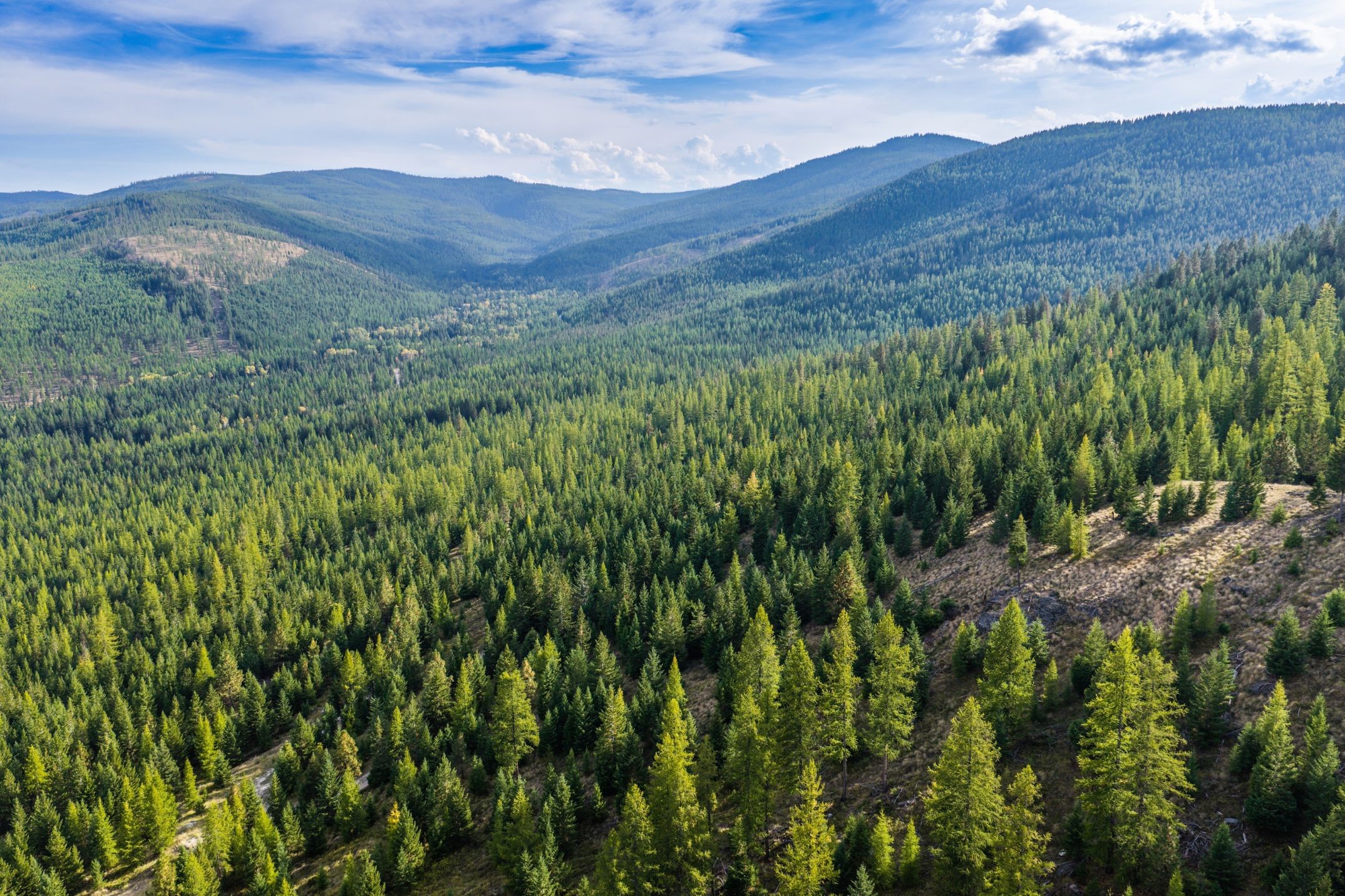 232 Wild Bill Trail