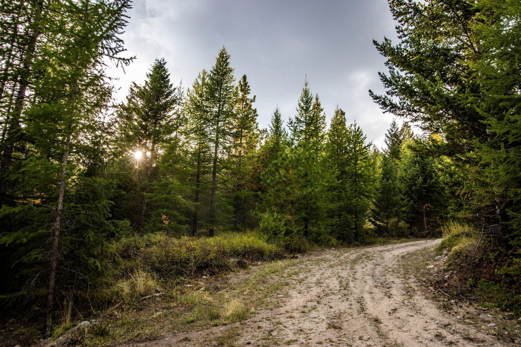 232 Wild Bill Trail
