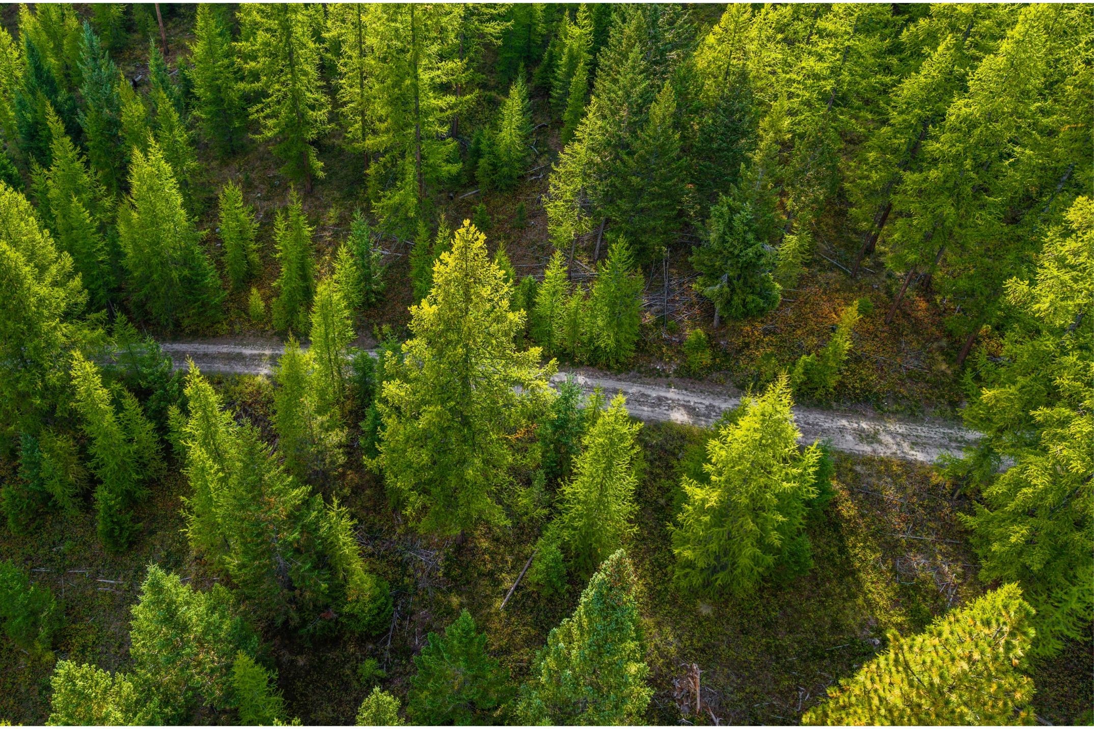 232 Wild Bill Trail