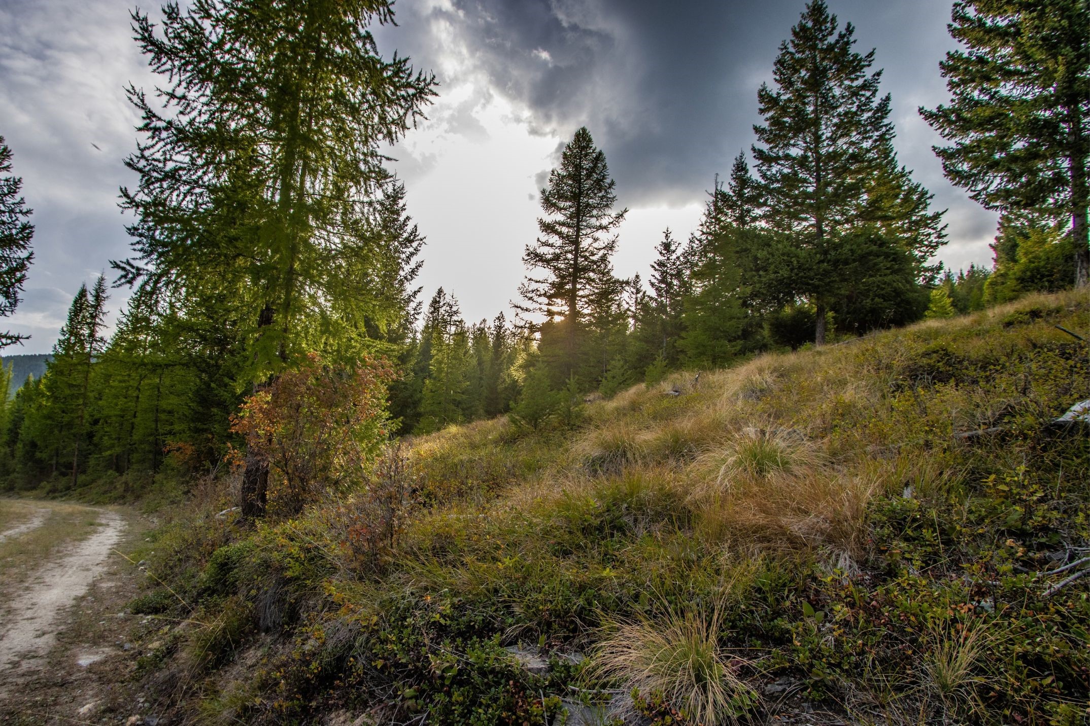 232 Wild Bill Trail