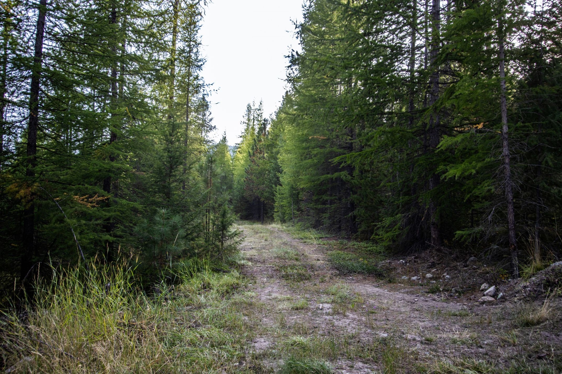 232 Wild Bill Trail