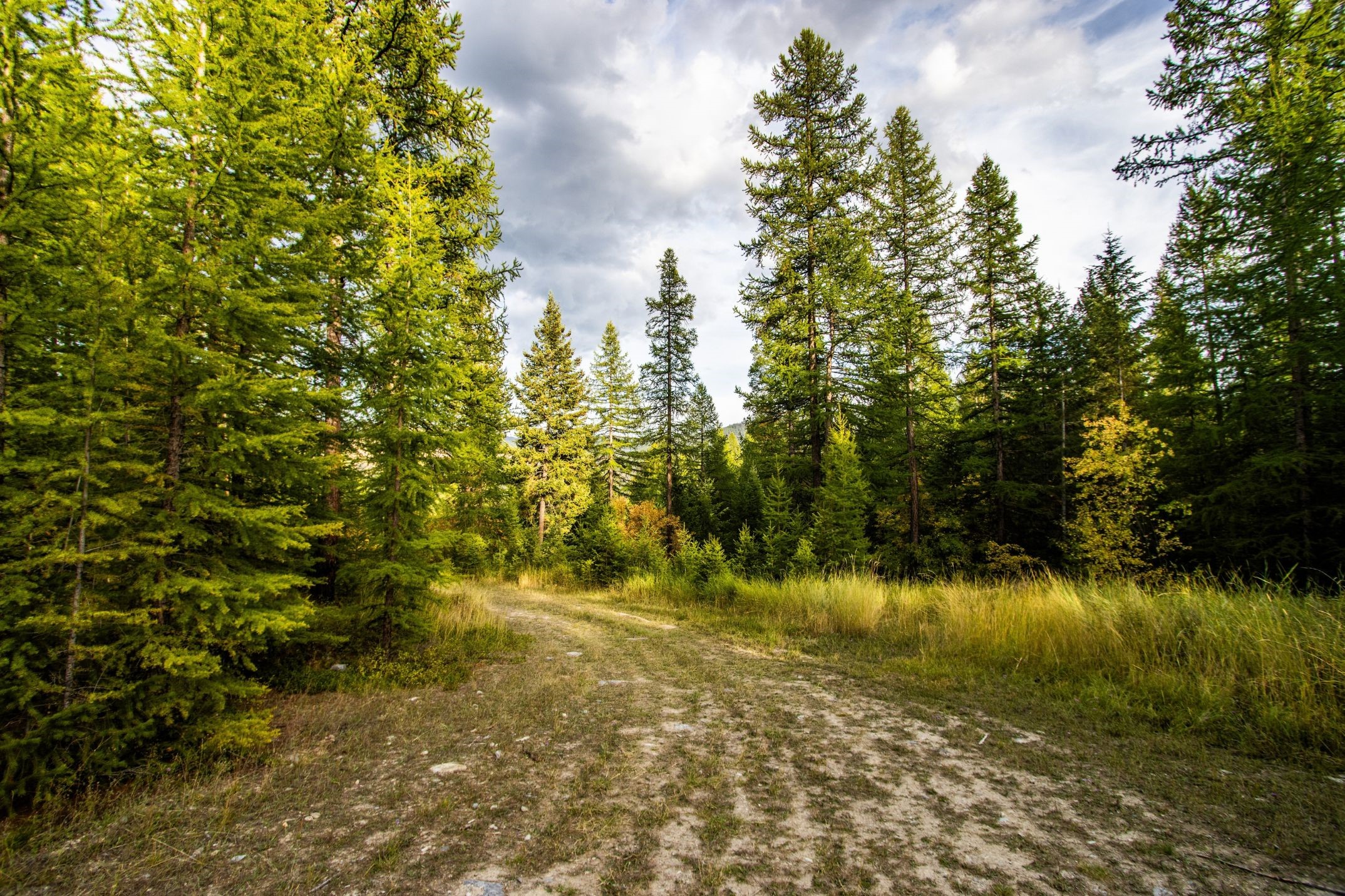 232 Wild Bill Trail