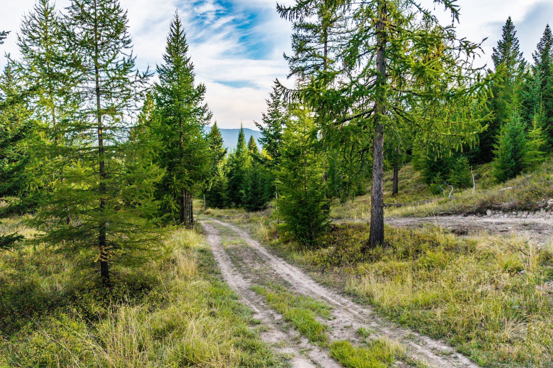 232 Wild Bill Trail