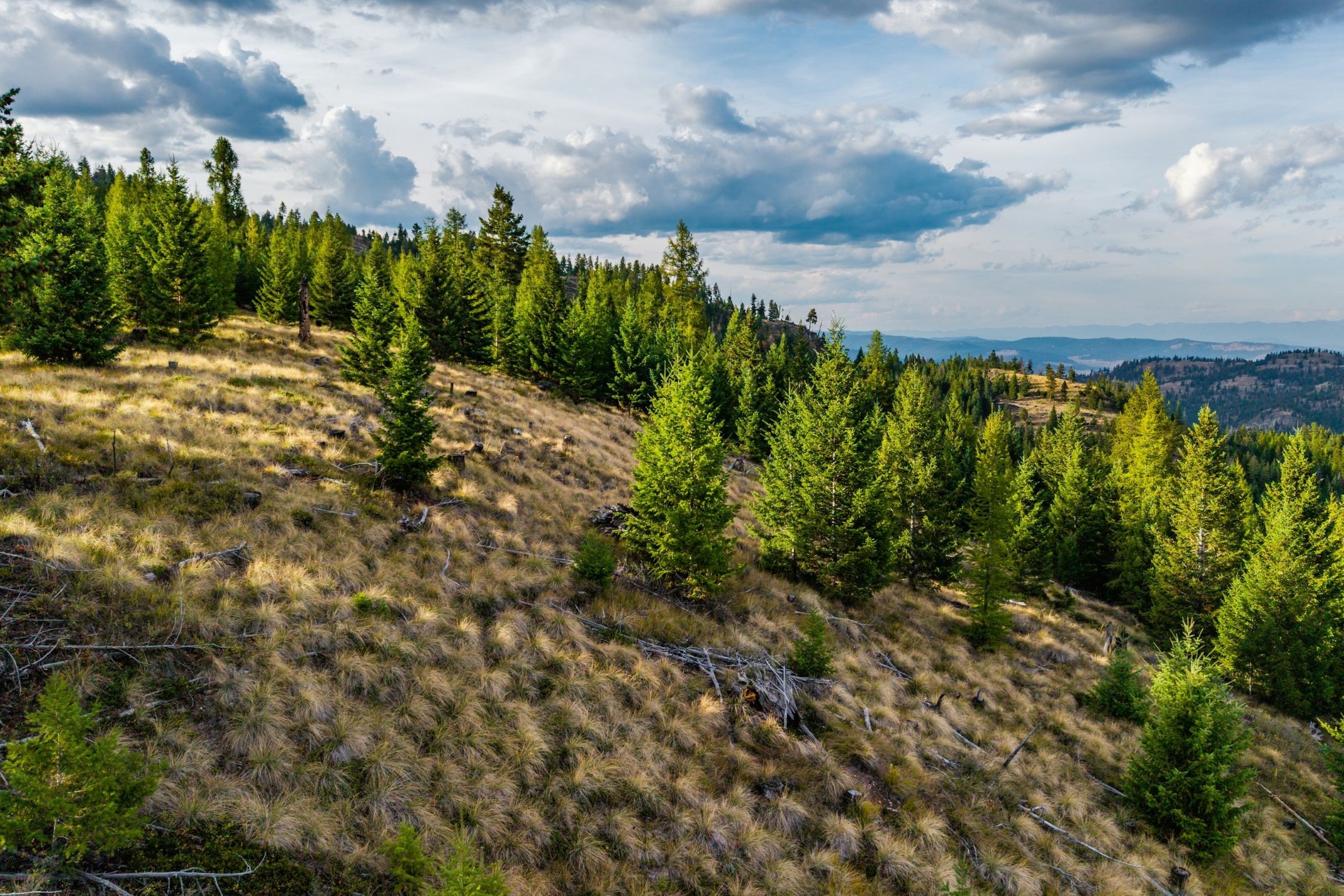 232 Wild Bill Trail