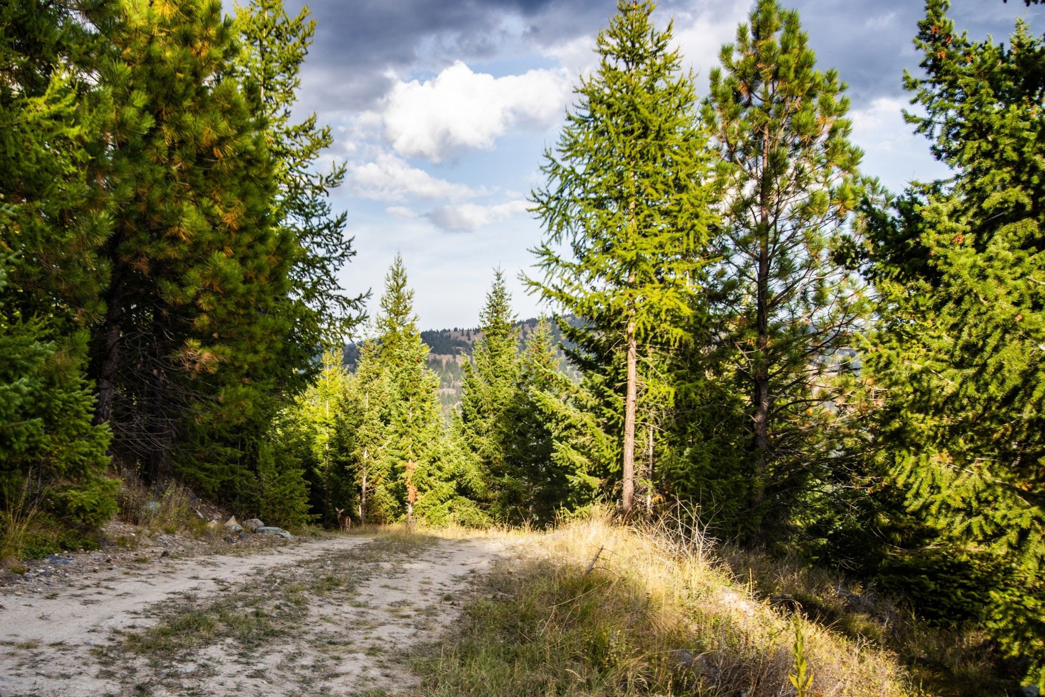 232 Wild Bill Trail