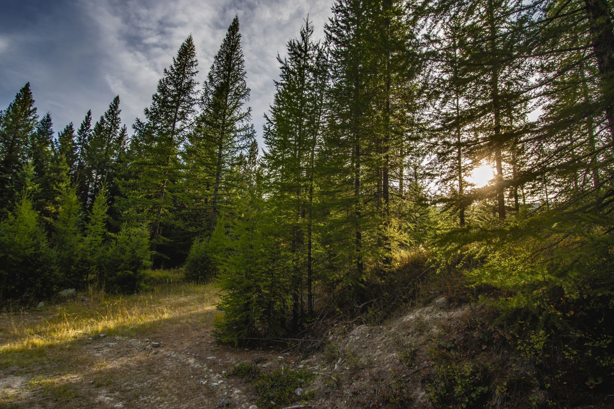 232 Wild Bill Trail