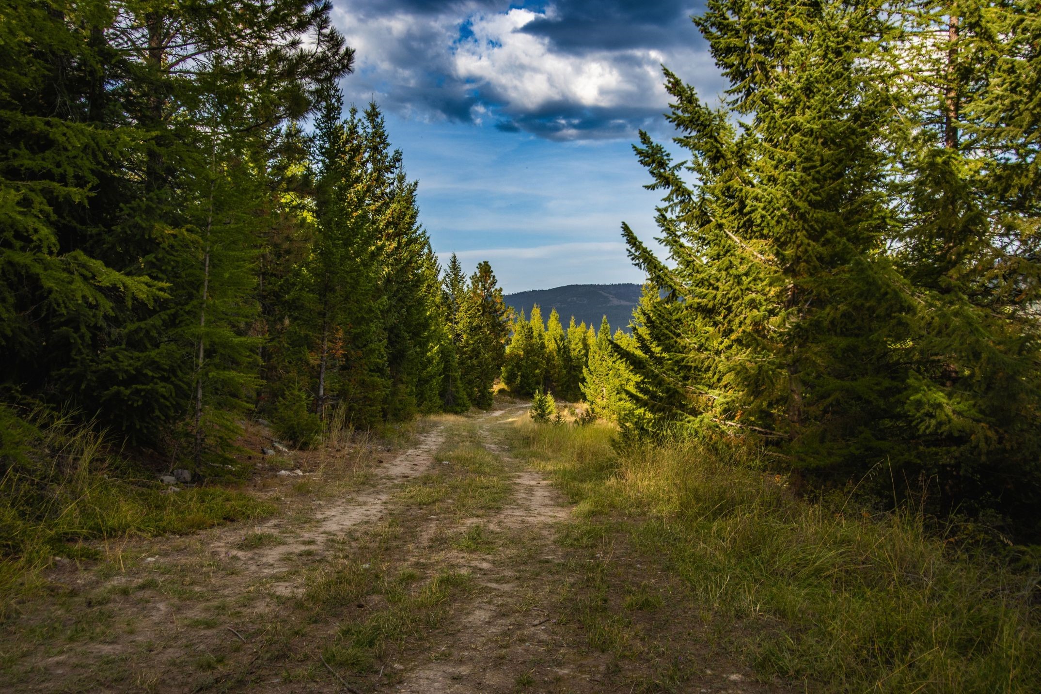 232 Wild Bill Trail