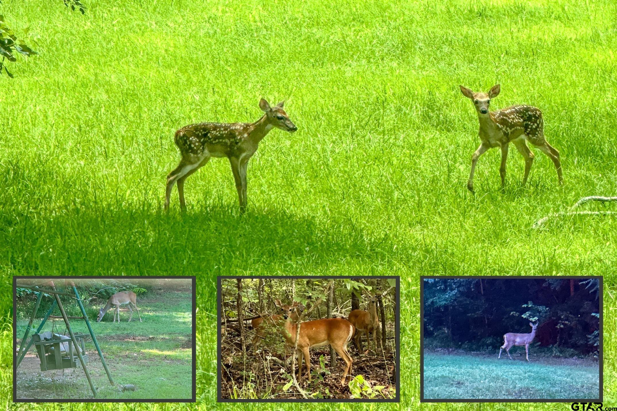 106 VZ County Road 4814