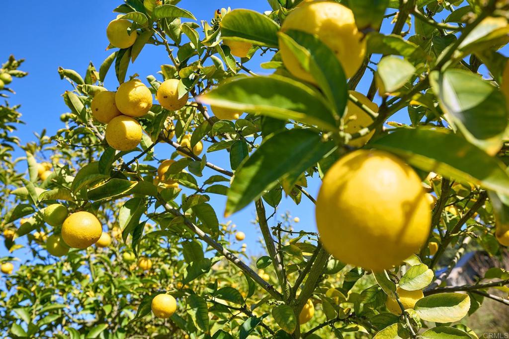 Lemon tree with ripe yellow fruit in a sunny garden