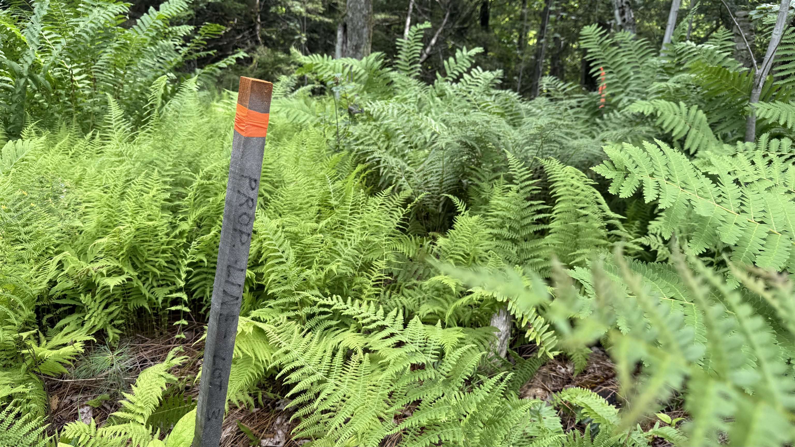 1386 Clif Reynolds Road