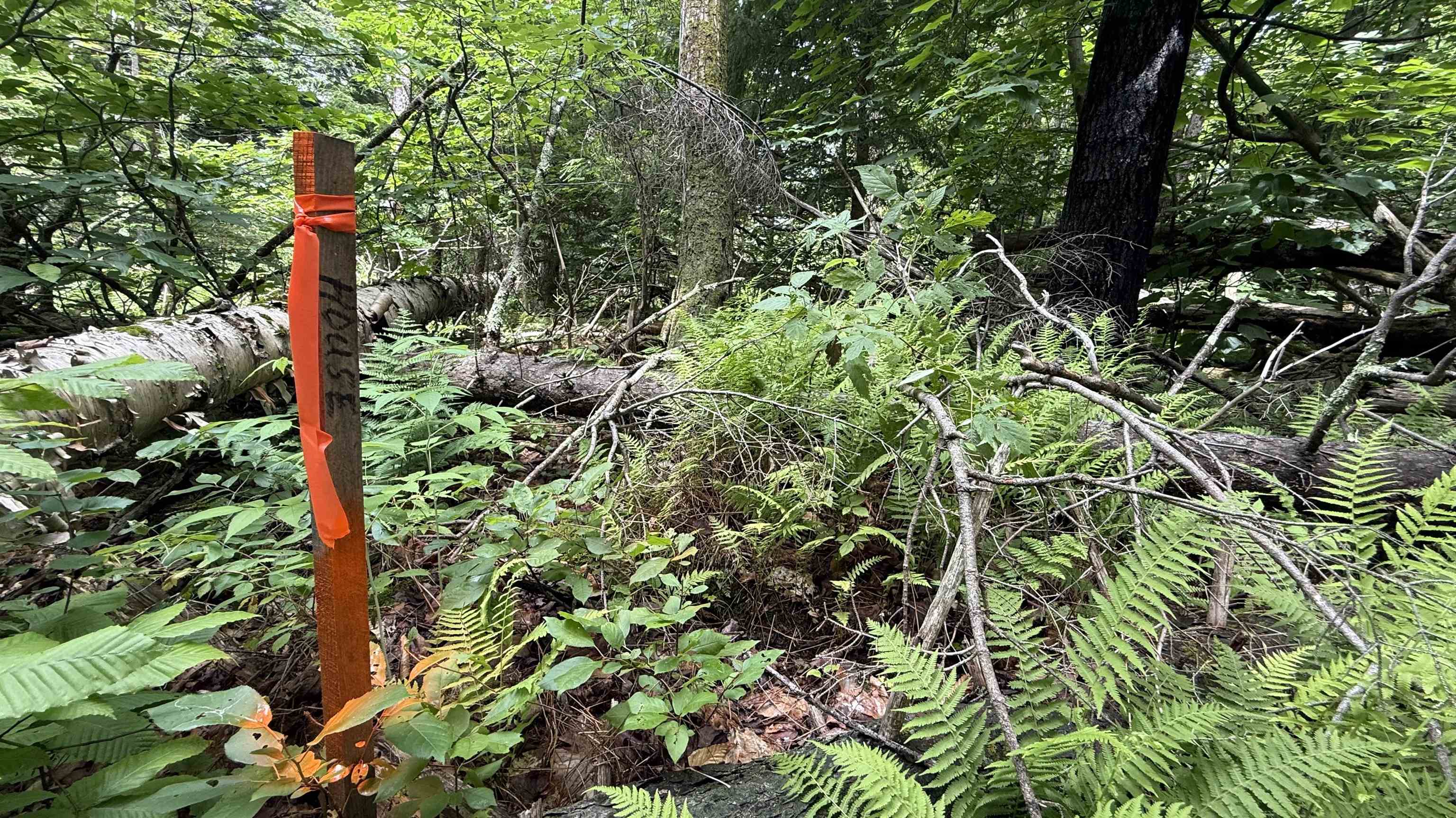 1386 Clif Reynolds Road