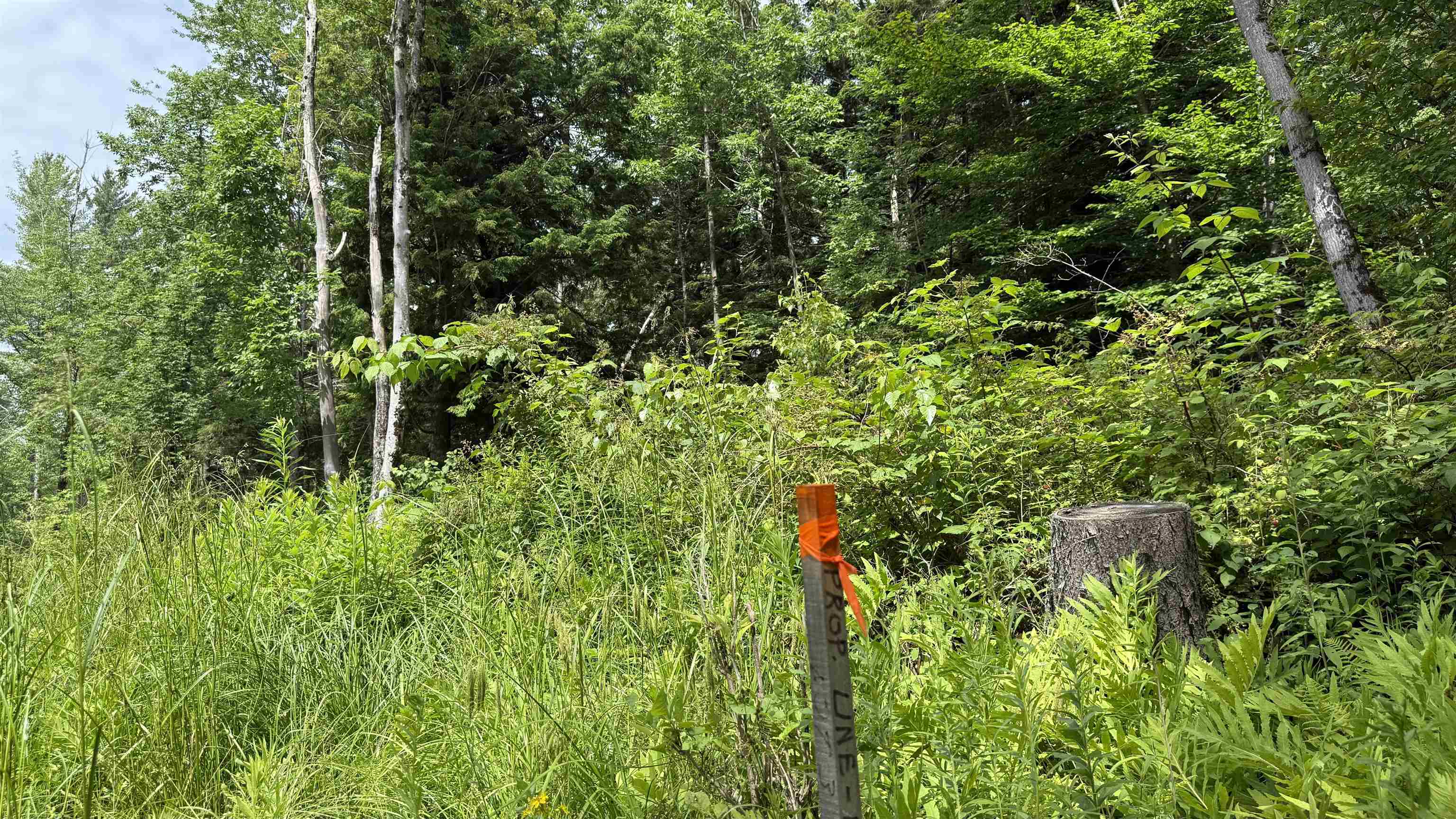 1386 Clif Reynolds Road