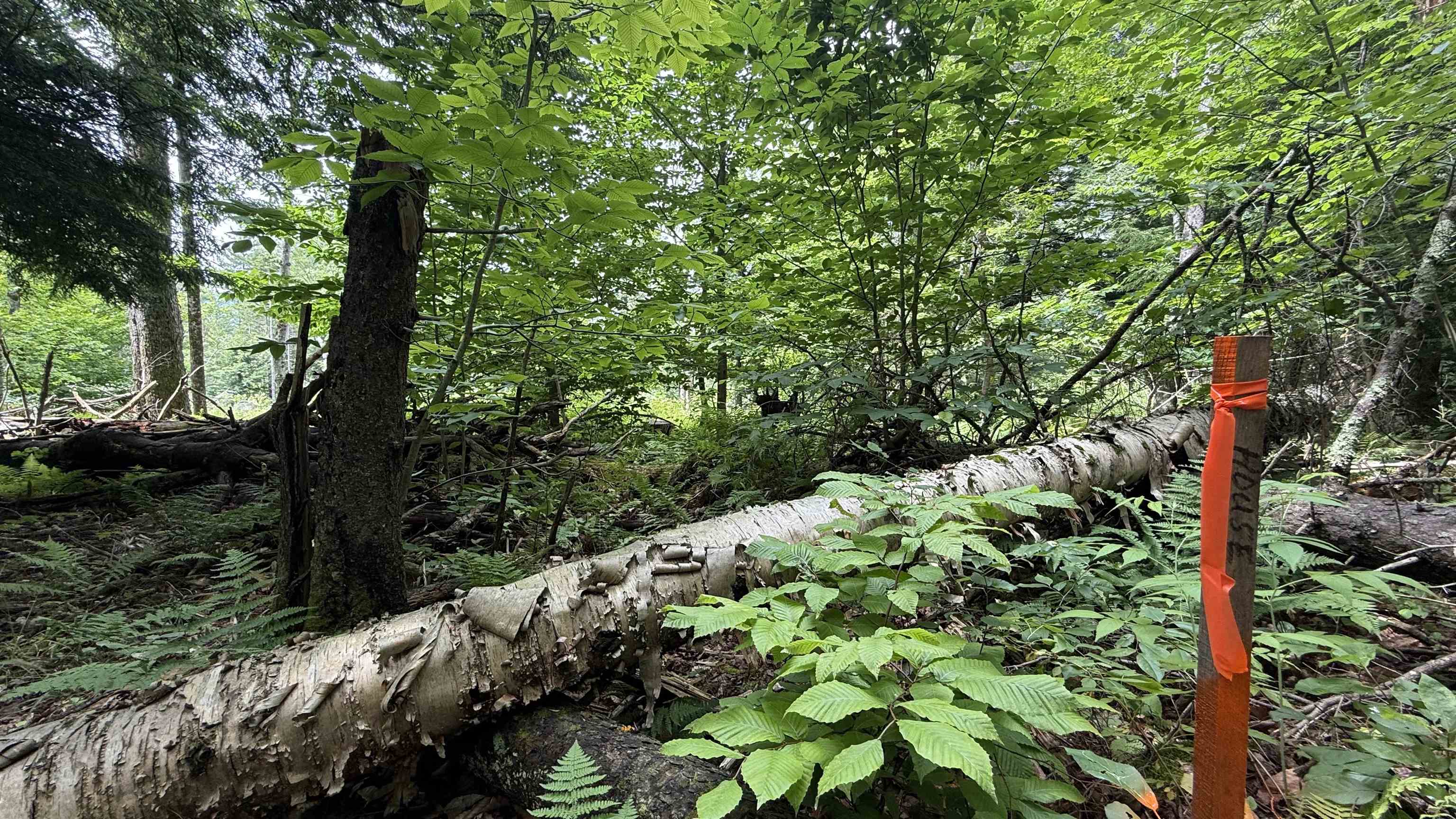 1386 Clif Reynolds Road