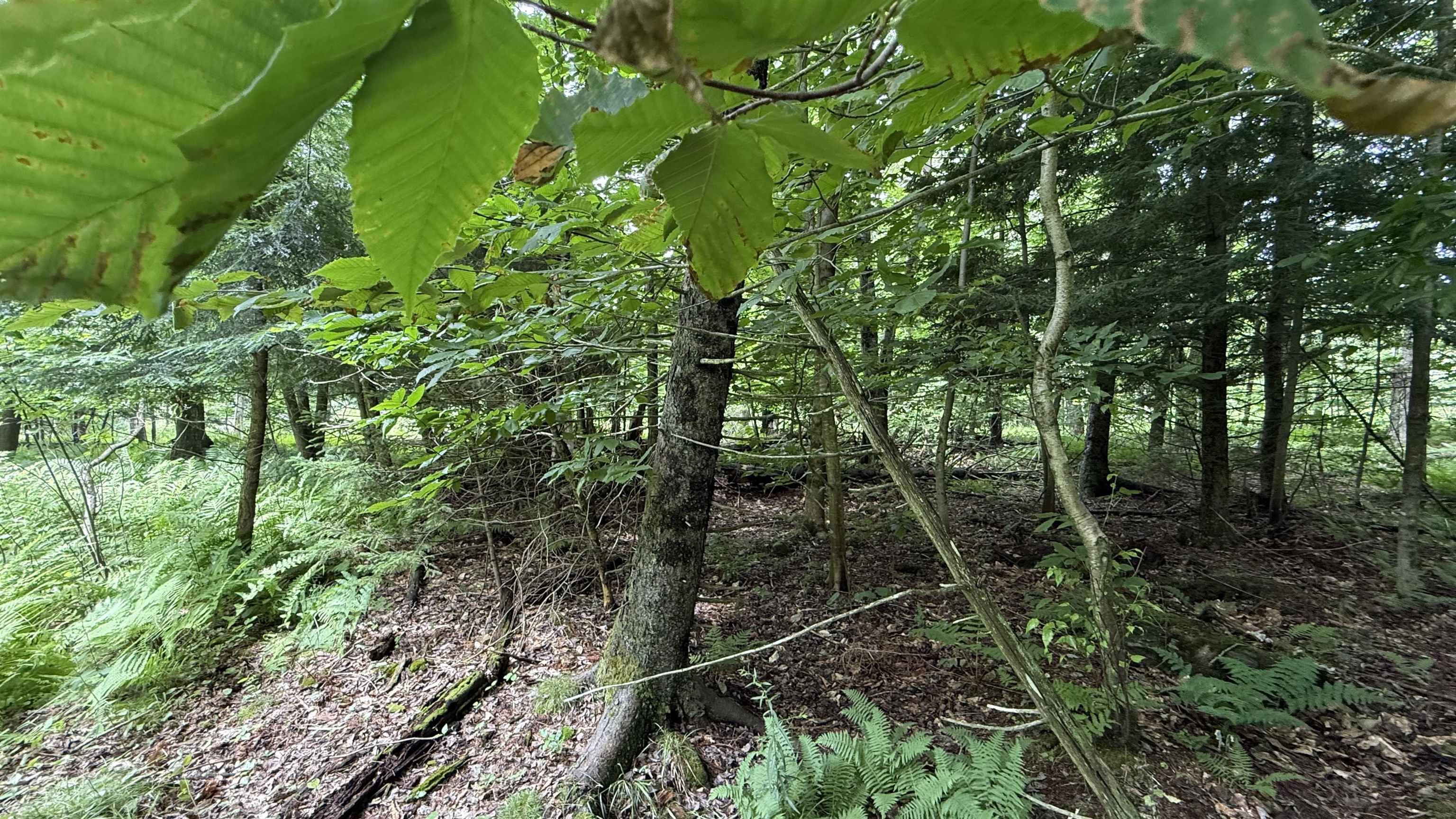 1386 Clif Reynolds Road