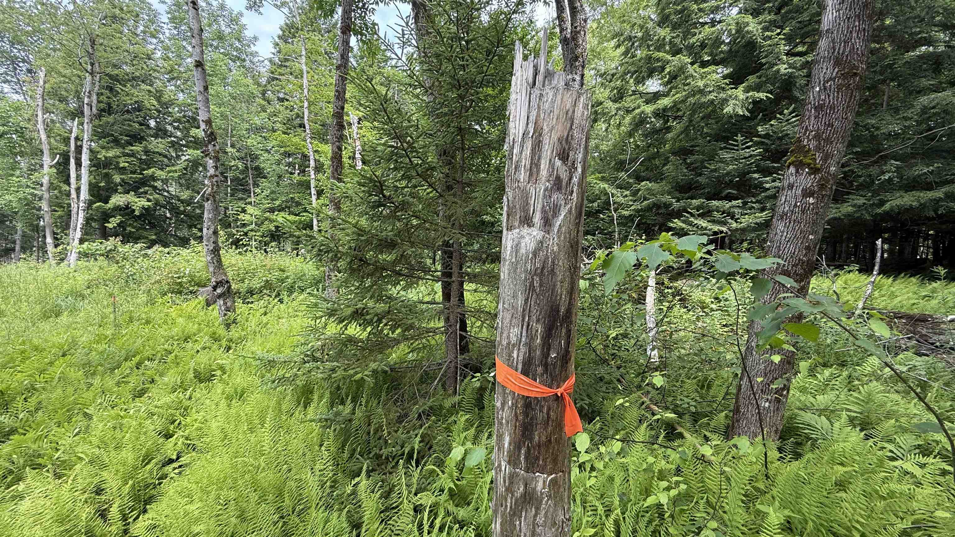 1386 Clif Reynolds Road