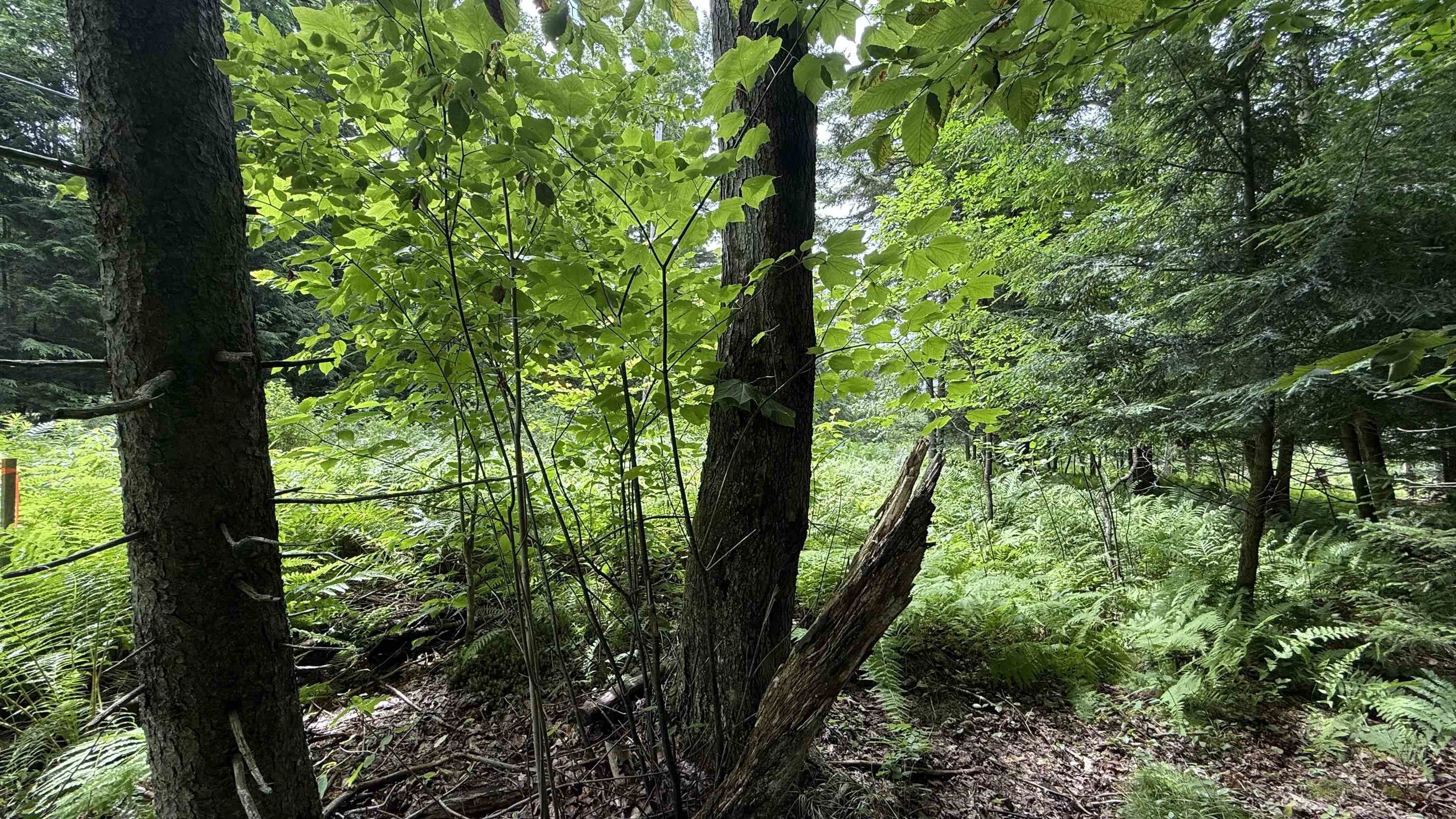 1386 Clif Reynolds Road