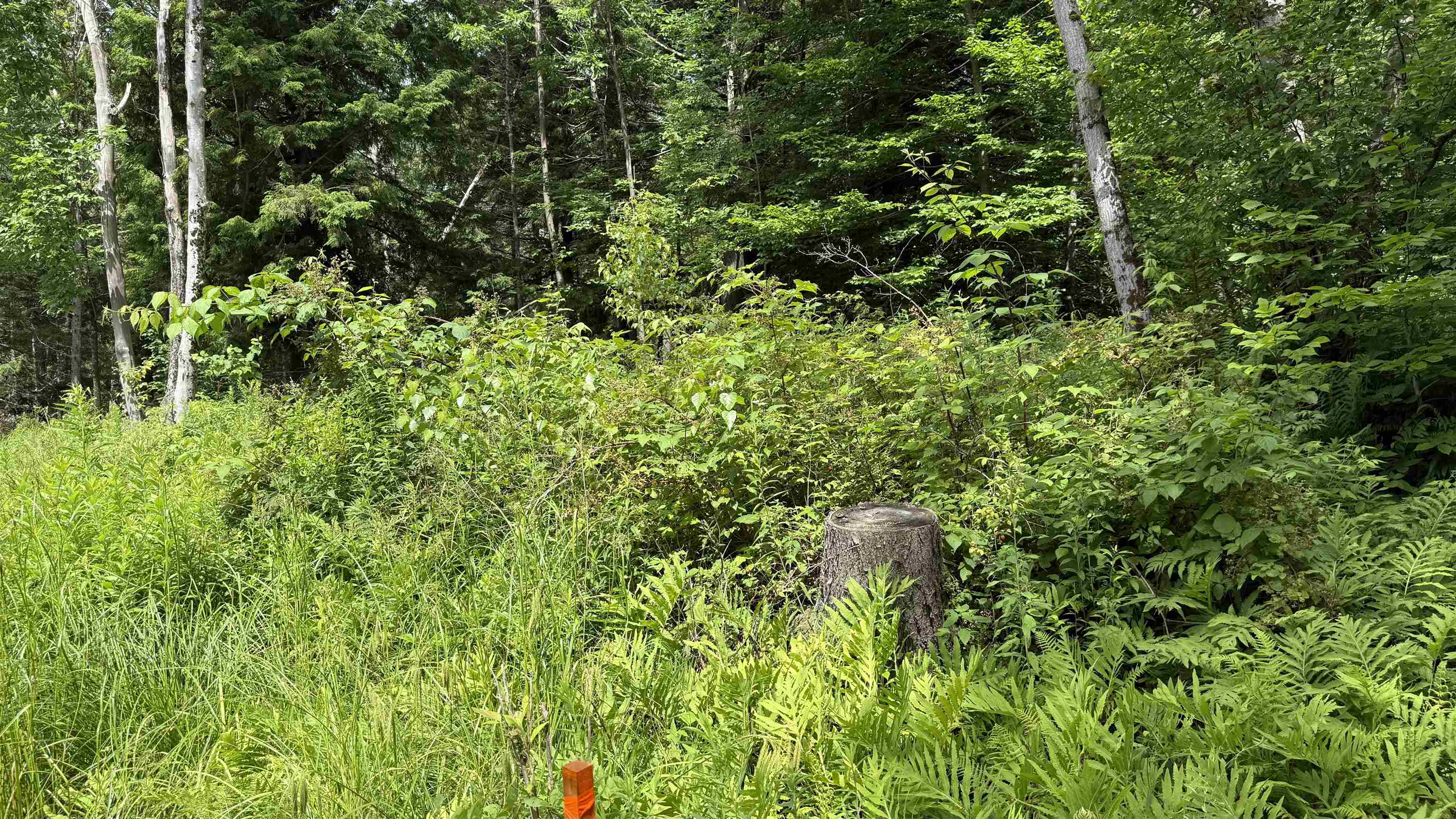 1386 Clif Reynolds Road