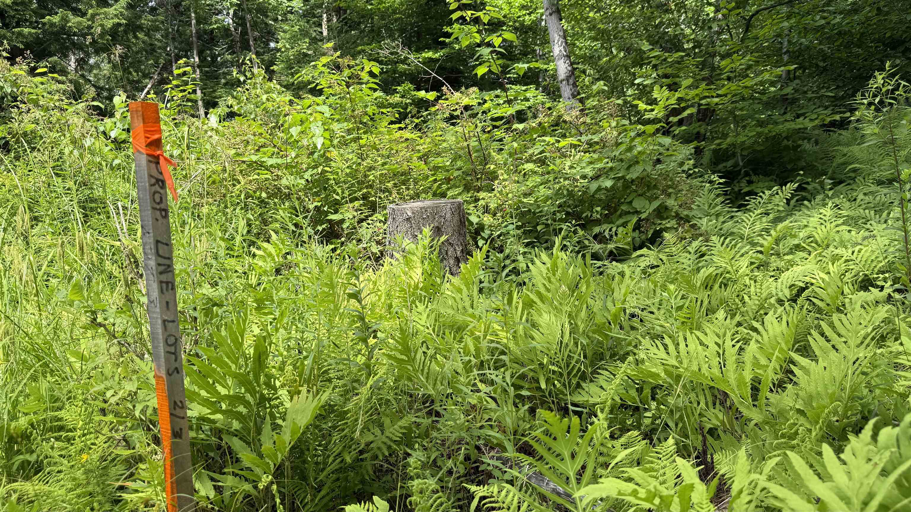 1386 Clif Reynolds Road