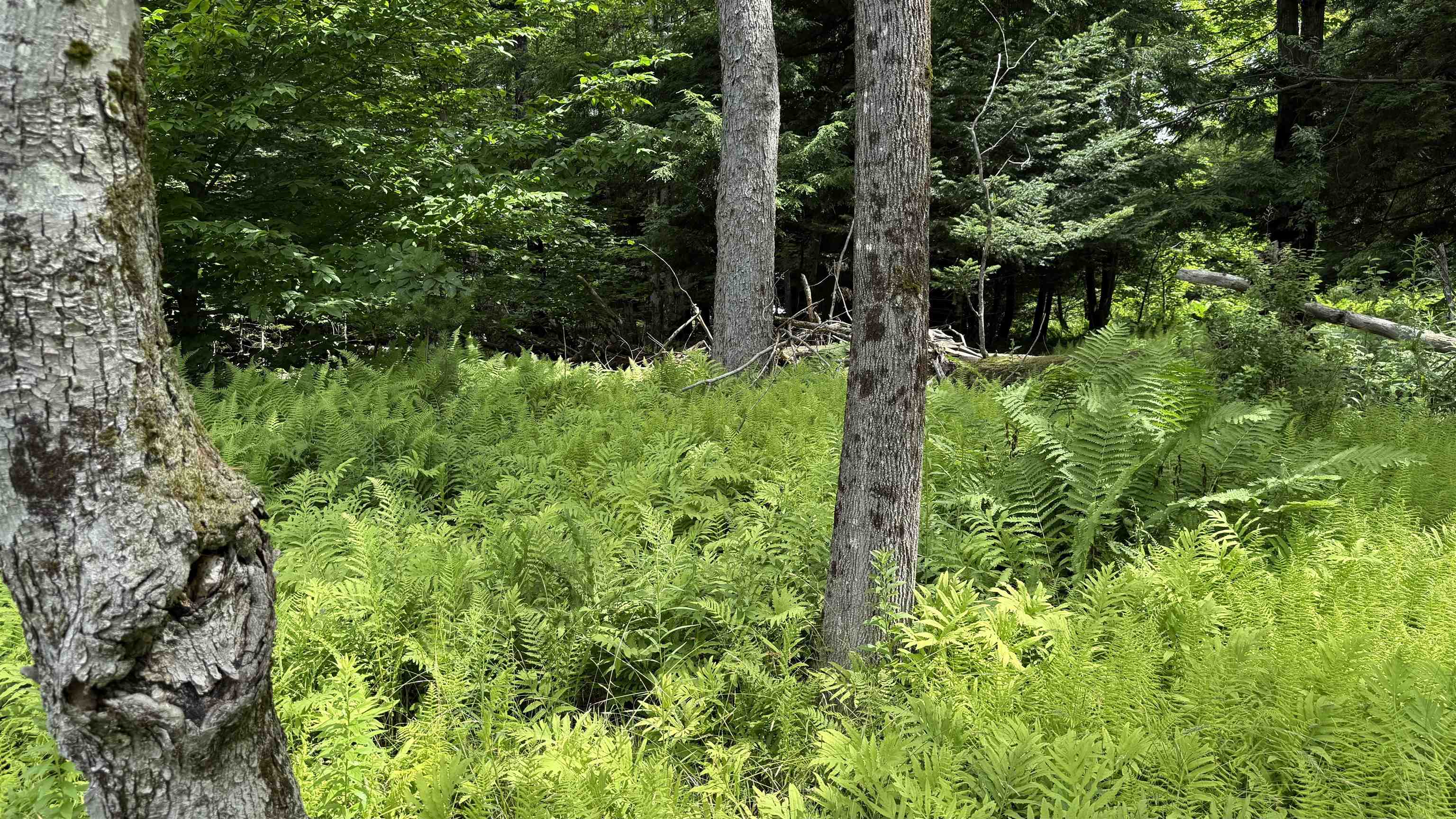 1386 Clif Reynolds Road