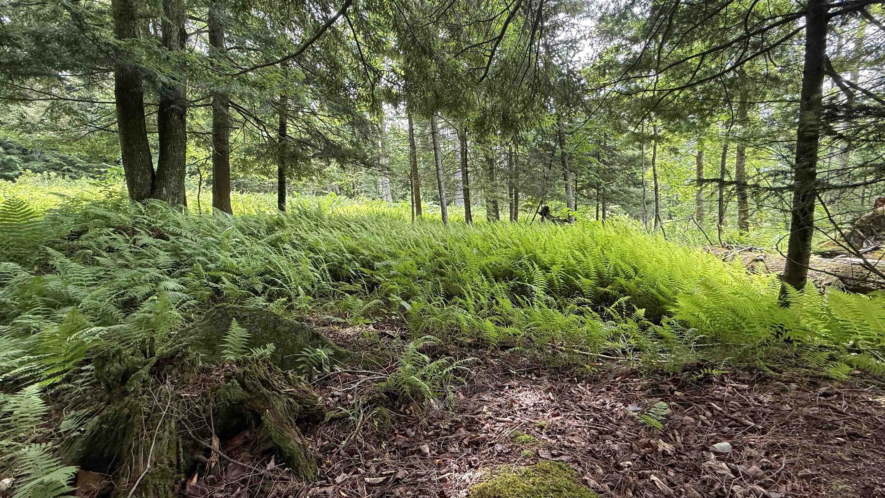 1386 Clif Reynolds Road