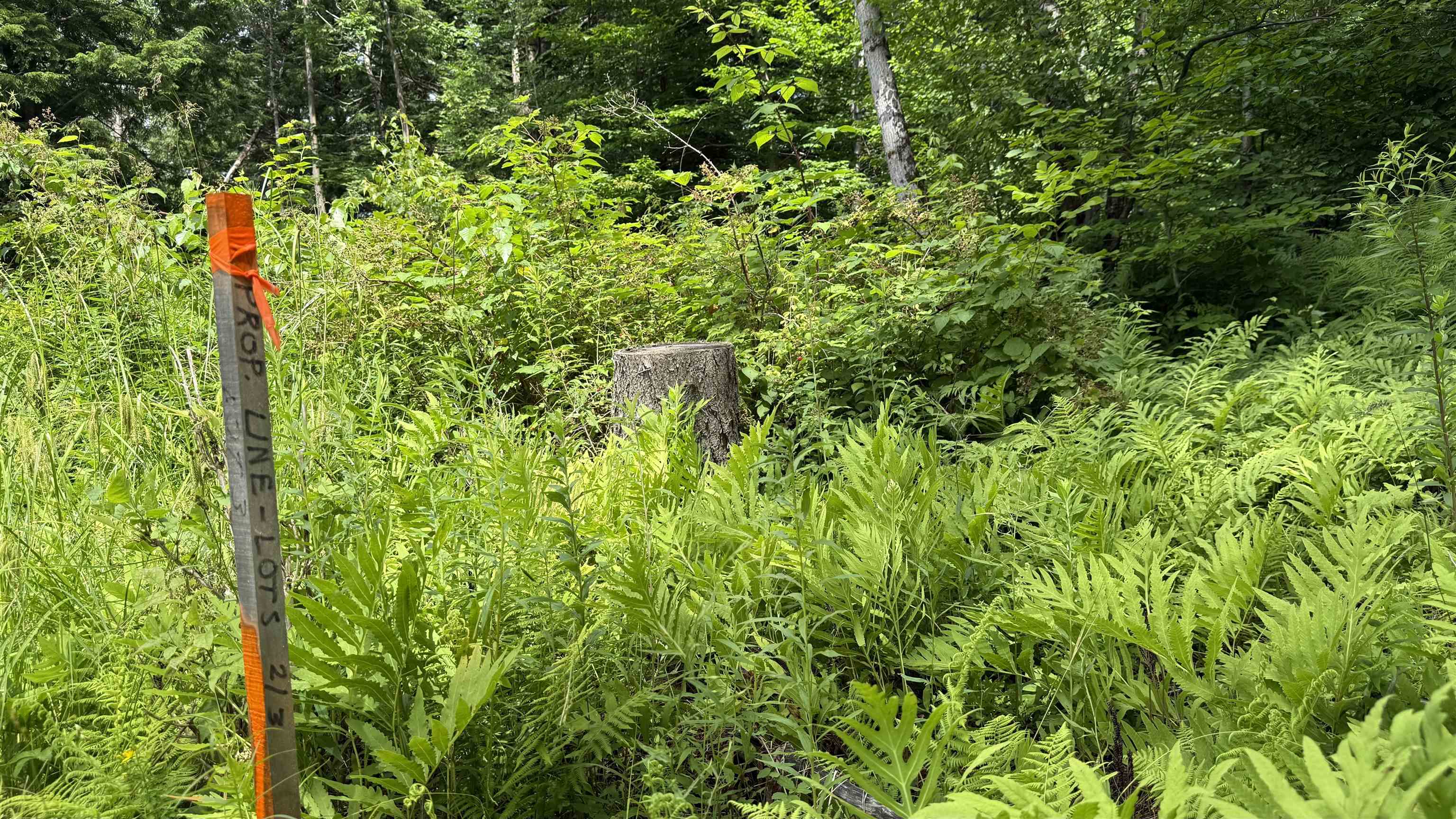 1386 Clif Reynolds Road