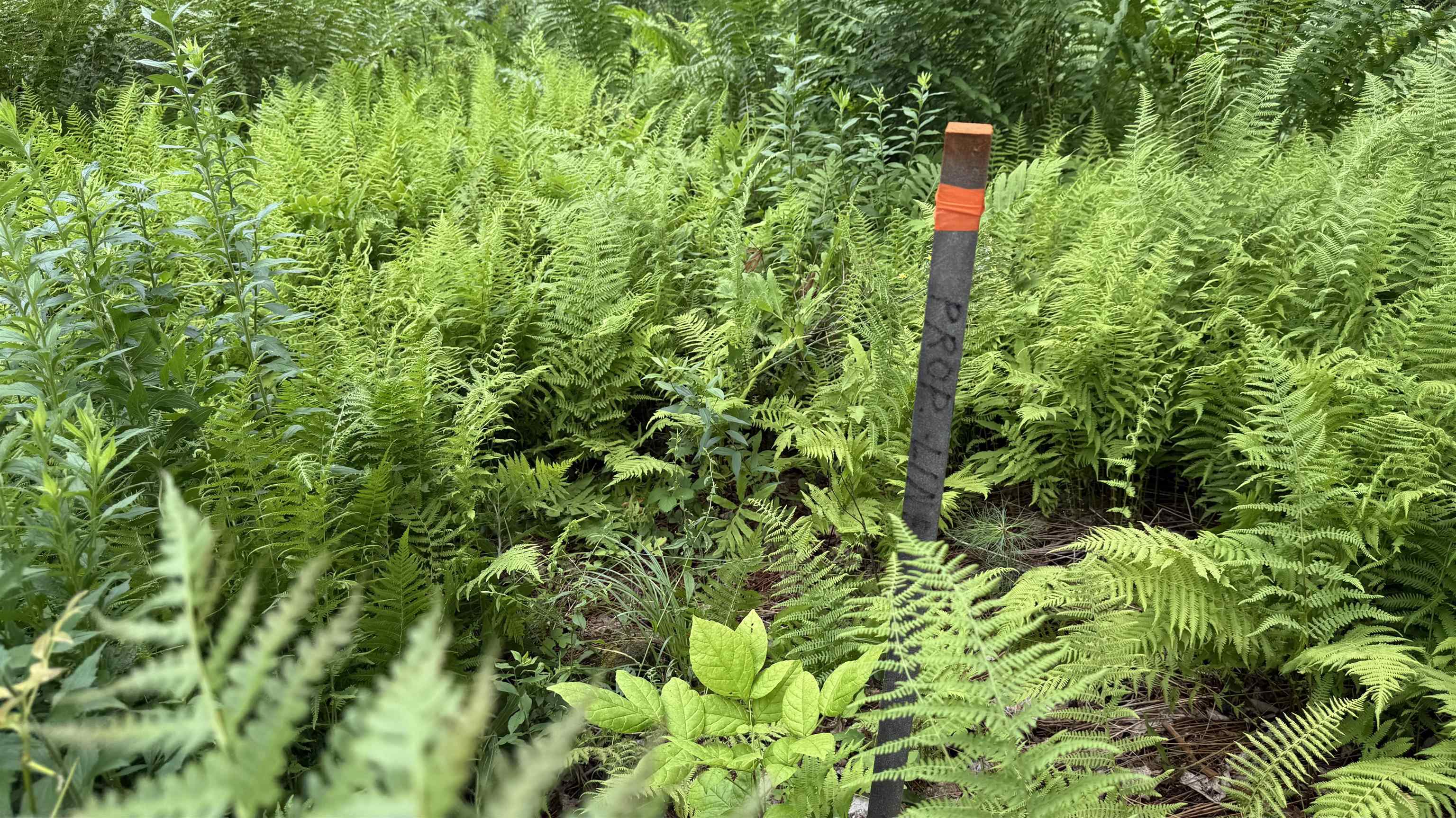 1386 Clif Reynolds Road