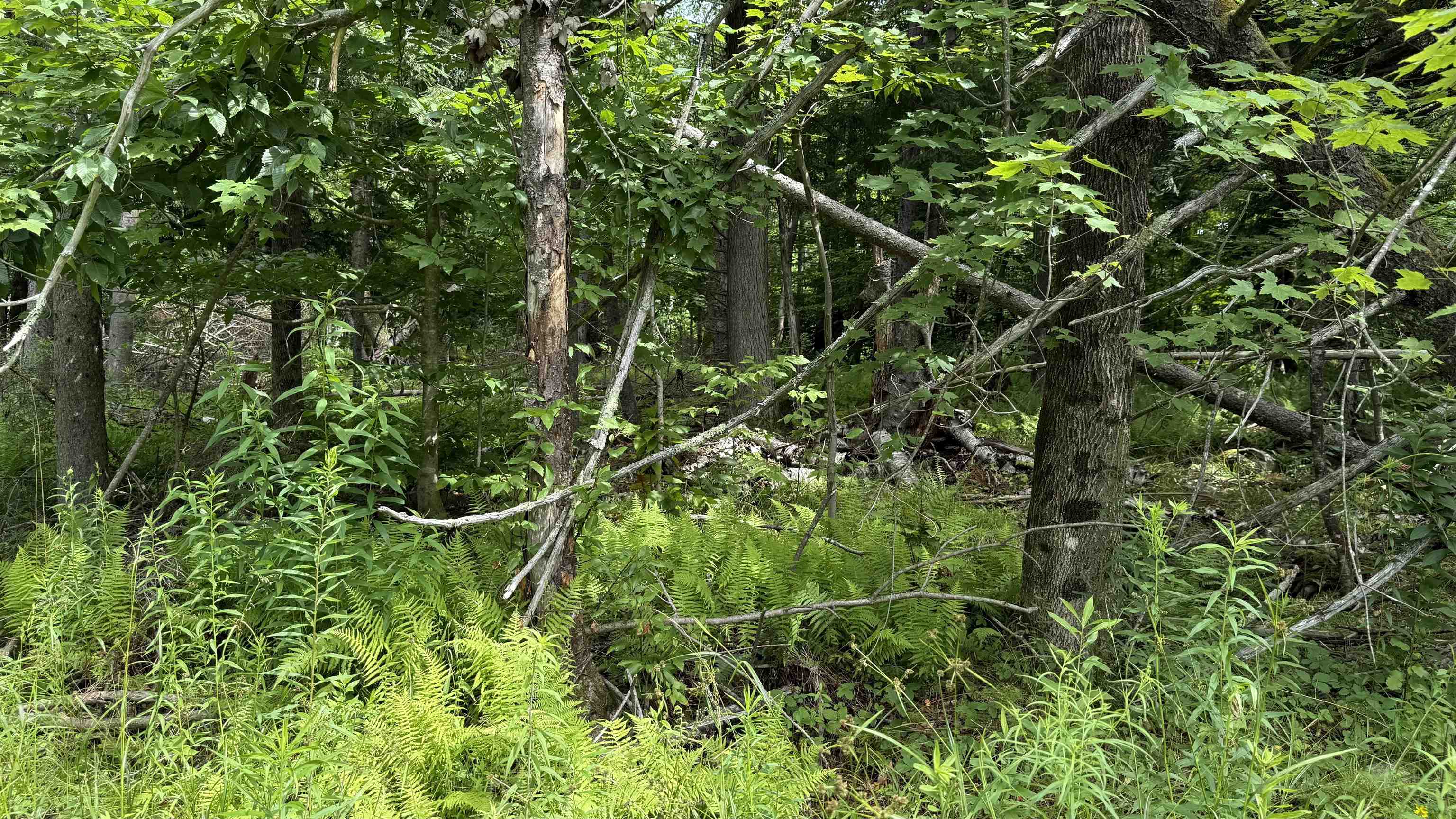 1386 Clif Reynolds Road