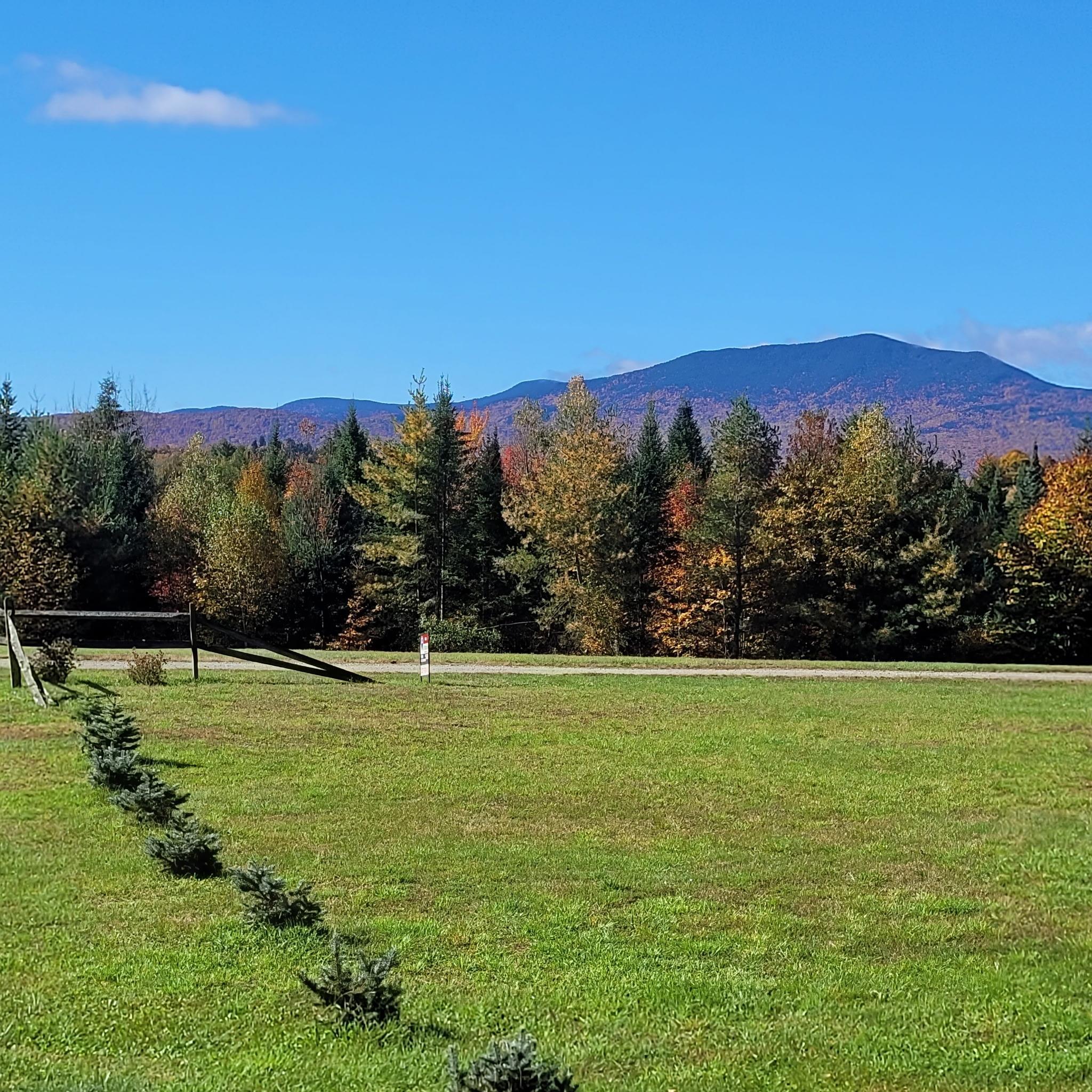 Grassy lot with young evergreens and autumn mountain views beyond the forest.