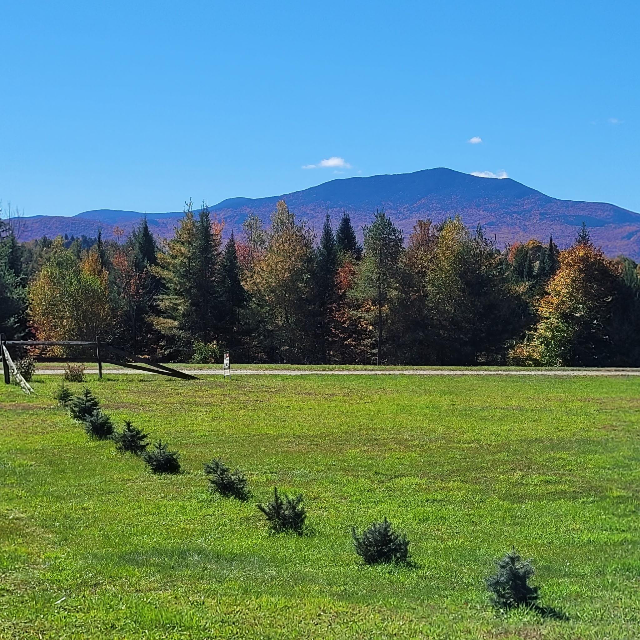 Green lawn and young evergreens with an autumn mountain view beyond the wooded edge.